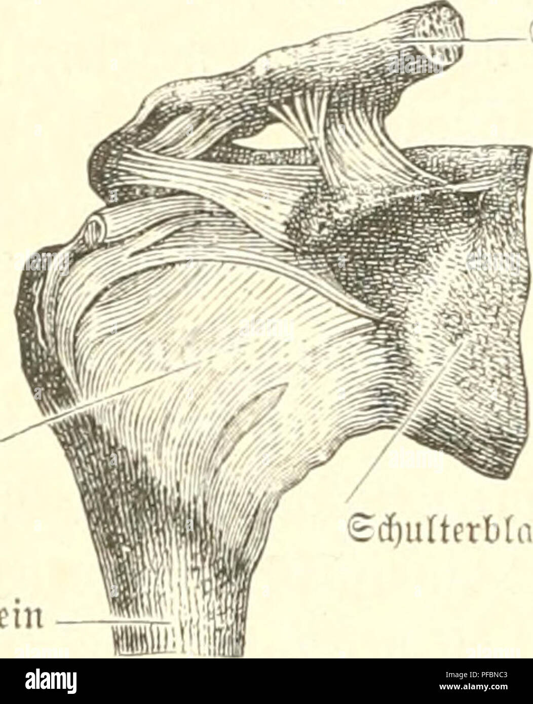 Structural diagram of human body hi-res stock photography and images ...