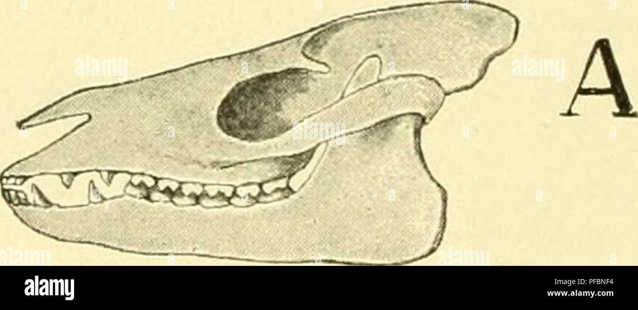 . Der Mensch, sein Ursprung und seine Entwicklung, in gemeinverständlicher Darstellung. Human beings; Evolution. B. Fig. 87. Drei Stadien aus der historischen Entwiclilung des Pferdeschädels. A. Pr(itor()hii)piis venticolus (nach Cope), die älteste der hier abgebildeten Pfcrdeldi'iiR'n. B. Mesoliippus bairdi (nach Osborn). C. Protoliippus perditus (nach Matthew), die jüngste der hier abgebildeten Pferdeformen. spätem nähert sich der Zahnbau schrittweise dem Verhalten des heutigen Pferdes. Einige Stadien aus der Entwicldungsgeschichte des P f e r d e s c h ä - d e 1 s lernen wr in den nebensteh Stock Photo