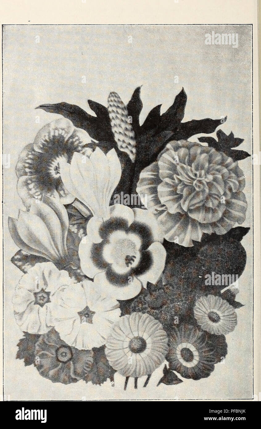 . Descriptive illustrated catalogue of new and rare seeds, plants, and bulbs. Bulbs (Plants) Catalogs; Flowers Seeds Catalogs; Plants, Ornamental Catalogs; Vegetables Seeds Catalogs; Gardening Equipment and supplies Catalogs; Commercial catalogs New Jersey. Select Strains of Florists' Flowers.. Please note that these images are extracted from scanned page images that may have been digitally enhanced for readability - coloration and appearance of these illustrations may not perfectly resemble the original work.. United States Nurseries; Pitcher, James R; Manda, W. A; Pitcher & Manda; Henry Stock Photo