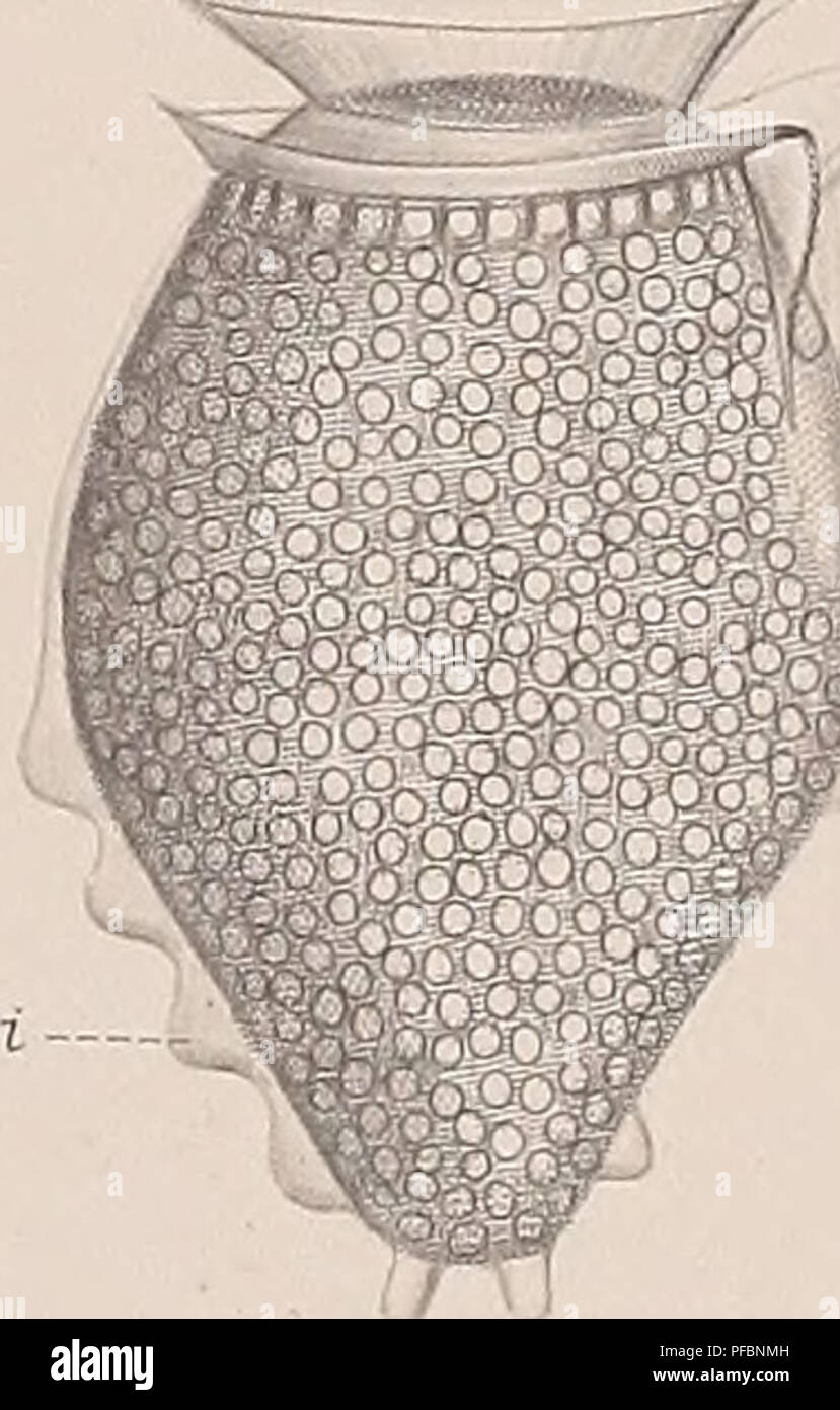 This book provides a detailed study of the infusoria, a class of ...