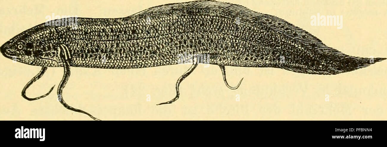 . Der Mensch, sein Ursprung und seine Entwicklung, in gemeinverständlicher Darstellung. Human beings; Evolution. Fig. 22. Stör (nach Boas). Vorläufer des knöchernen aufzufassen. Denn während der ersten Embryonal- periode besteht das Skelett aller Wirbeltiere von den Knochenfischen an bis hinauf zum Menschen zum größten Teil aus Knorpel, welcher erst all- mählich durch Knochensubstanz ersetzt wü-d (,,verknöchert&quot;). Wir sehen also, daß die Knorpelfische in diesem wichtigen Punkte auf einer Aus- büdungsstufe stehen bleiben, welche einem vorübergehenden Zustande. Fig. 25. Lungentisch (Protopt Stock Photo