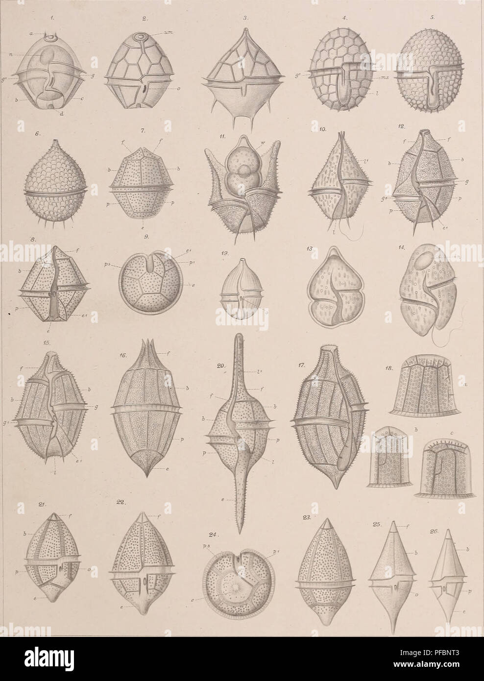 Protozoan morphology diagram hi-res stock photography and images - Alamy