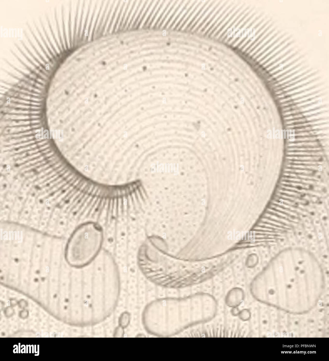 A German study on the organisms of infusoria, including ciliates and ...