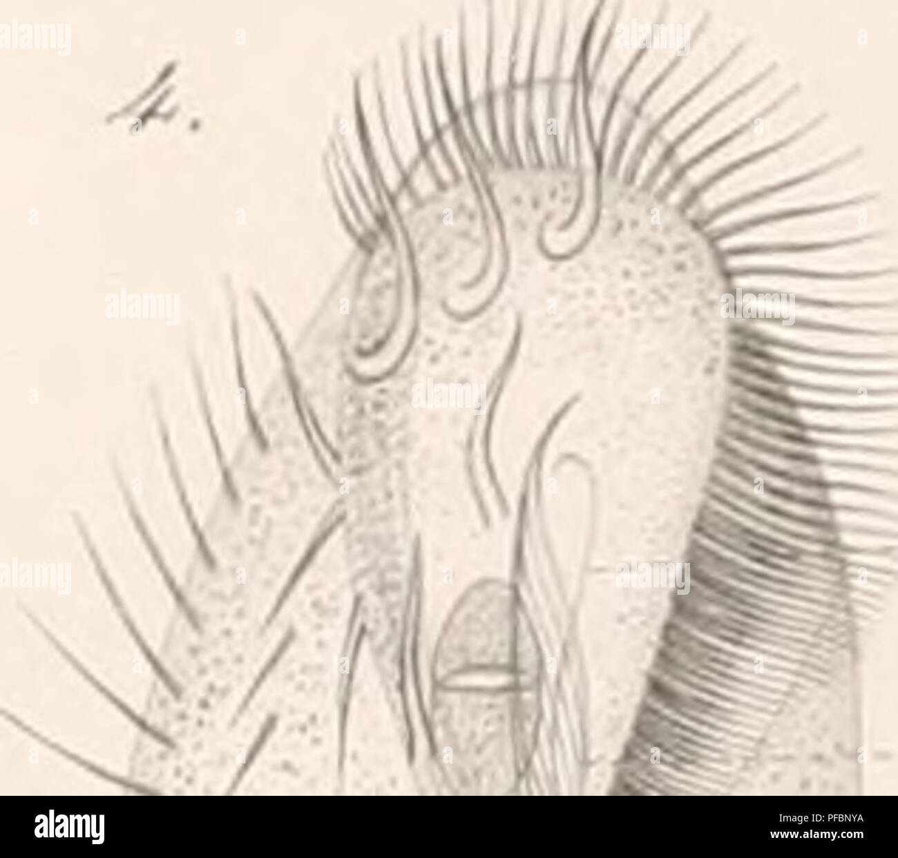 This work on the biology of infusoria discusses the classification and ...