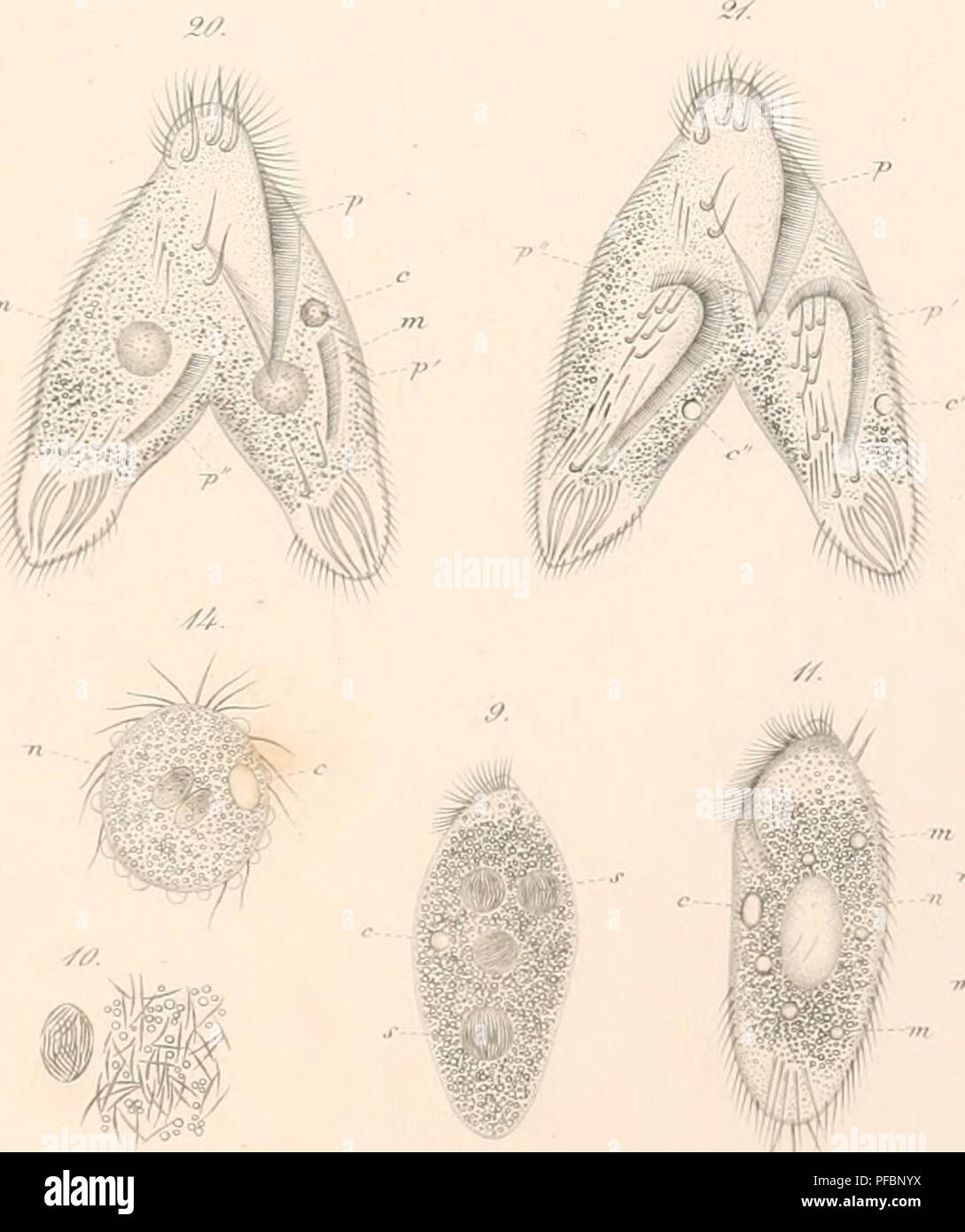 Der Organismus Der Infusionsthiere Infusoria Ciliata - 