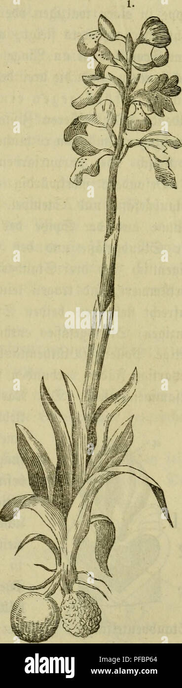 . Der Führer in die Pflanzenwelt. Hülfsbuch zur Auffindung und Bestimmung der wichtigsten in Deutschland wild wachsenden Pflanzen. Plants. mal — vir. ©raS^Iä^e. 163—181. 247 mit 3ufammengebrängten, längüc^^attjettüc^eu ^Blättern Befe^ter, nad§ oben t)on fcf;eibigen ^Idttevu gan^ eingel^üHtev, etma^ faftiger (Stengct eine etwa ^irei ^oU lange 5le|ire t)on 4—8 grünUd§=rot§en, ungen)ö5n= ti^ gebilbeten, ^tüeiüp^tgcn, gefpovnten 33(umen trägt. ((S. ^tg. l.) Um nid;t irre ju ge^en, graben luir il)re Sönrjet au^. ^efinben fi(^ an berfetben ^mi rnnbe tnollen etma tion §afe(n«ggrö§e, fo finb n)ir fidl Stock Photo