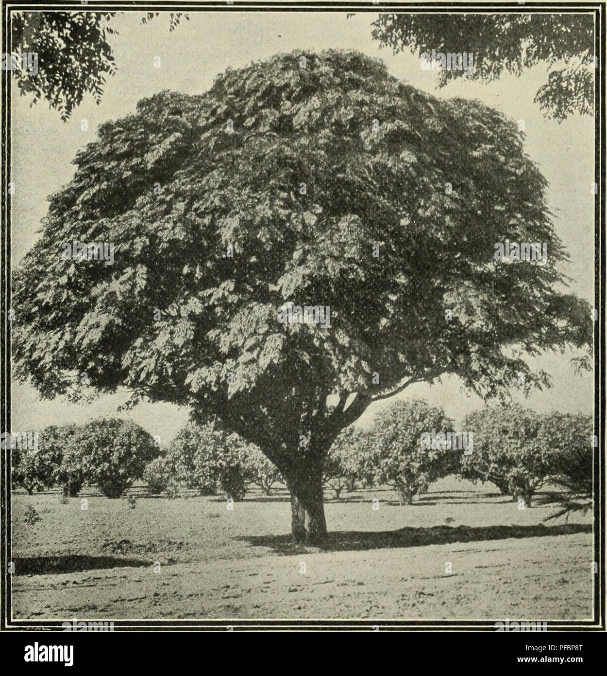 . A descriptive catalogue of fruit and forest trees, vines and shrubs