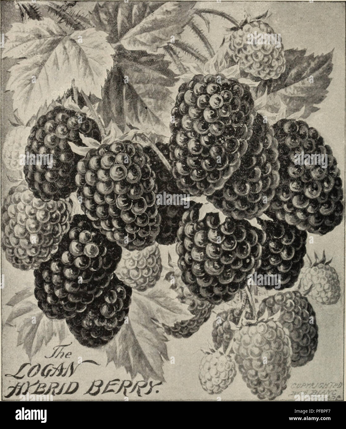 This catalogue provides a detailed listing of fruit trees, forest trees ...