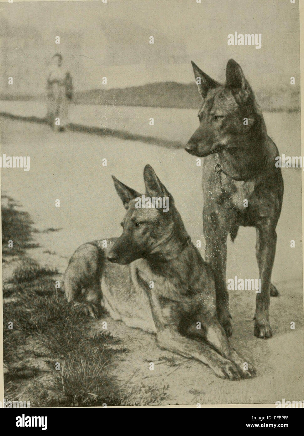 Der deutsche Schäferhund in Wort und Bild. German shepherd dogs. abb. 351.  fjetta unb fjella com Siegestor S3. Hr. 7554 unb 7553. 500. Please note  that these images are extracted from