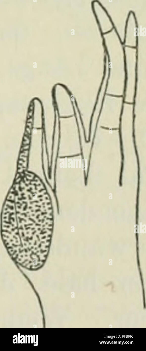This German text provides an introduction to the study of frogs ...