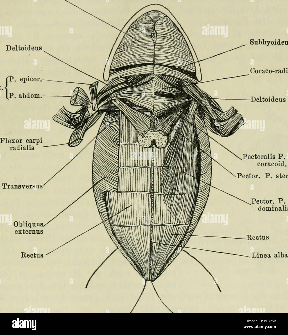 . Der Frosch; zugleich eine Einf in das praktische Studium des Wirbeltier-Krs. Frogs. — 25 M. pyriformis, vor allem aber der Glulaeus magnus und der Tensor fasciae latae, welche zusammen mit dem M. cruralis die drei Köpfe eines langen Oberschenkelmuskels, des M. triceps femoris ausmachen. Die Bauchseite des Frosches zeigt ein wesentlich anderes Bild als der Rücken (Fig 11). In der Mittellinie teilt ein bindegewebiges Band, die Linea alba, die Muskulatur in zwei symmetrische Hälften. Durch diese Lmea Submaxillaris Fig. 11. Deltoidens Pect Snbhyoideus Coraco-radialis Deltoideus. Obliquiisx exter Stock Photo