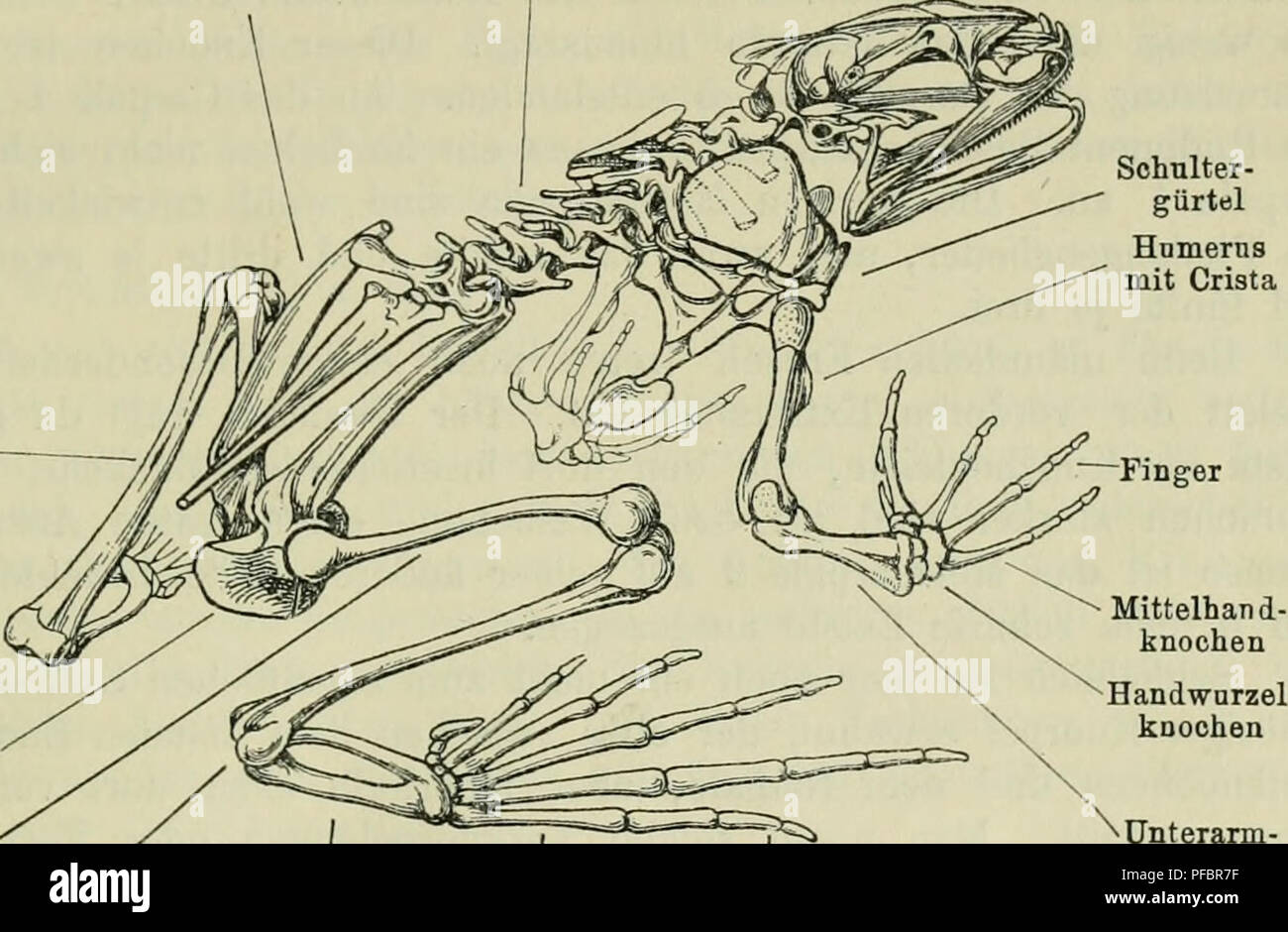 . Der Frosch; zugleich eine Einf in das praktische Studium des Wirbeltier-Krs. Frogs. 17  der großen Zehe anfangend von 1—5 numeriert. Im Zentrum der genannten Glieder beider Reihen Hegen zwei Centralia. Jedes Karpale oder Tarsale trägt einen längeren Knochen, das Metacarpale, resp. Meta- tarsale 1 — 5, die Mittelhand-, resp. Mittelfußknochen. Endhch schließt sich an jedes dieser letzteren eine Folge von mehreren Knochen, die Phalangen oder Finger, resp. Zehen. — Ein Tier, dessen Extremitäten genau nach diesem Schema gebaut wären, kommt kaum vor. Immer ist dadurch, daß diese oder jene der gen Stock Photo