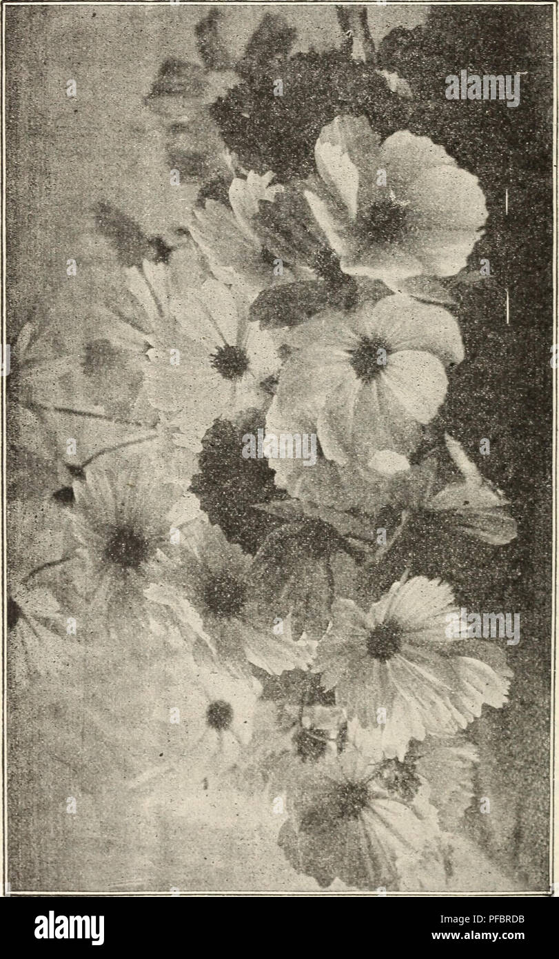 This catalog from Theodosia B. Shepherd Company features detailed