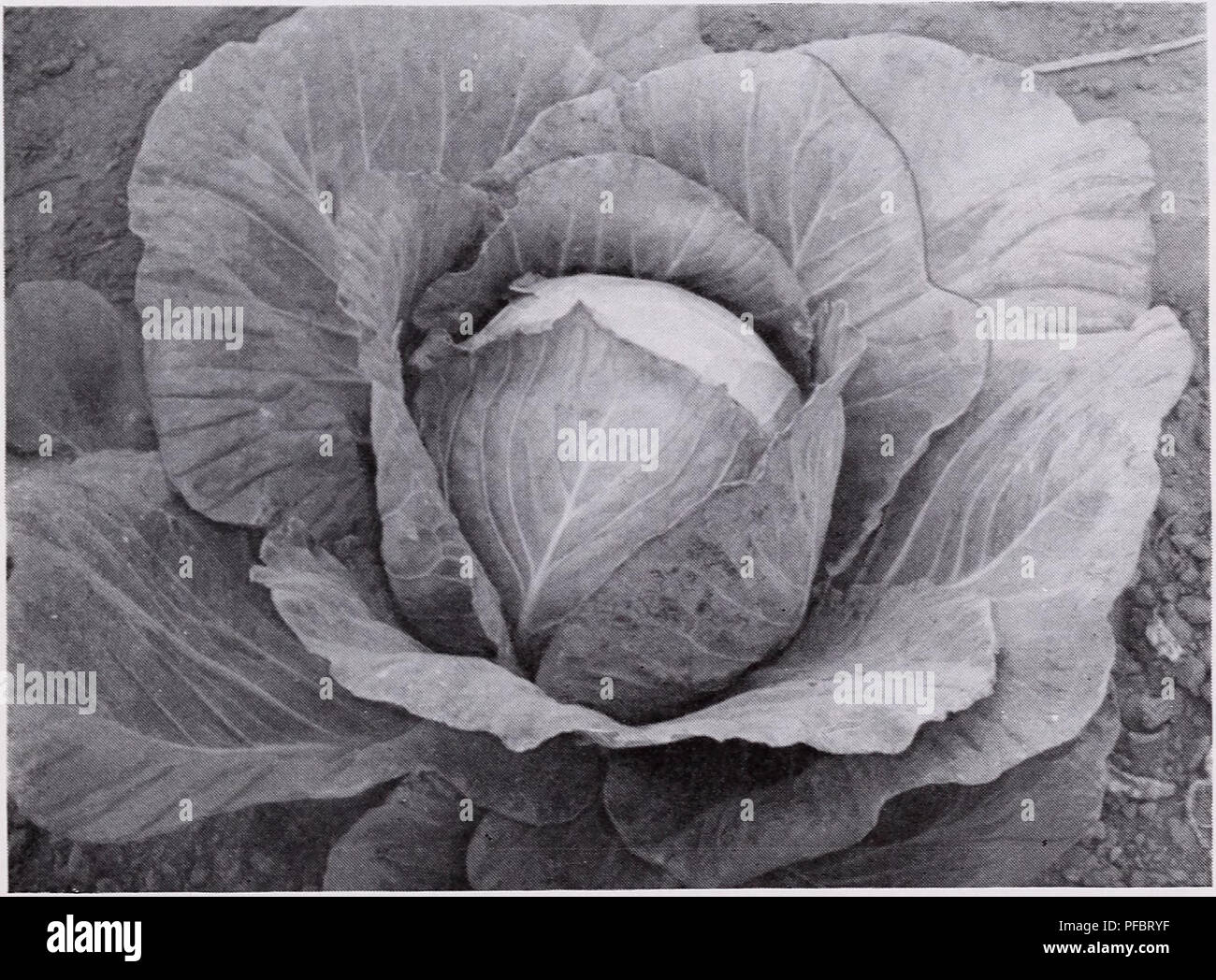 Colernal Cubbage This catalog features various vegetables, focusing on varieties such as ...