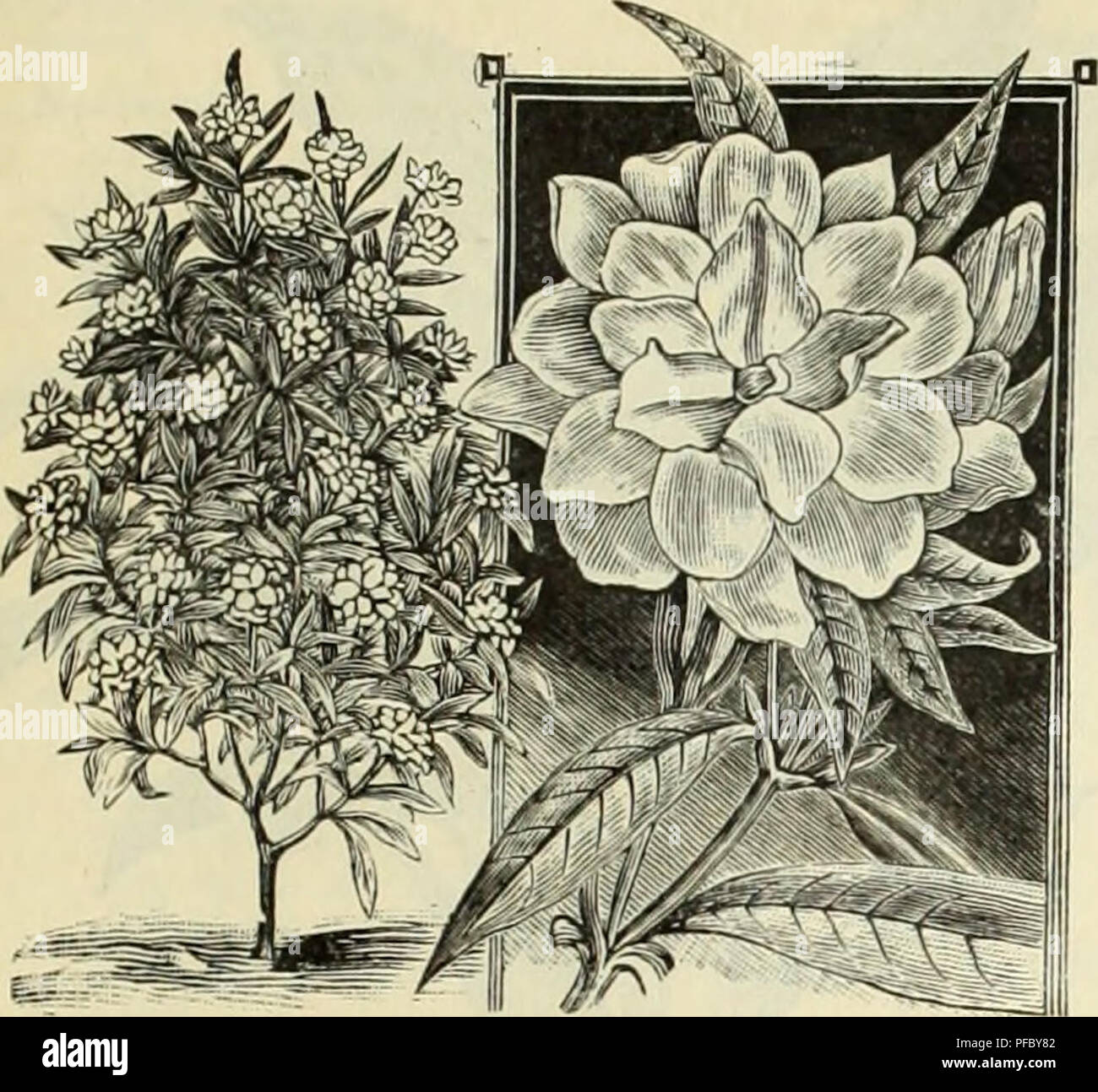 A horticultural catalog offering detailed descriptions and pricing for