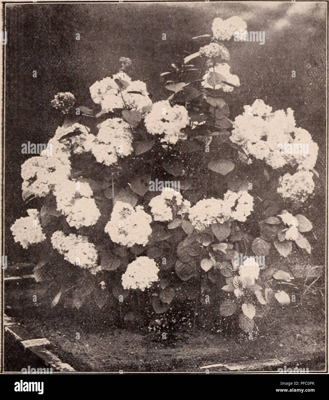 Descriptive Catalogue Of Flowering Ornamental Trees Shrubs Bulbs Herbs Climbers Fruit Trees Amp C Amp C Amp C For Sale By The Yokohama Nursery Co Limited Nursery Catalogue Catalogue Of Tllk Yokohama Xursp Ry