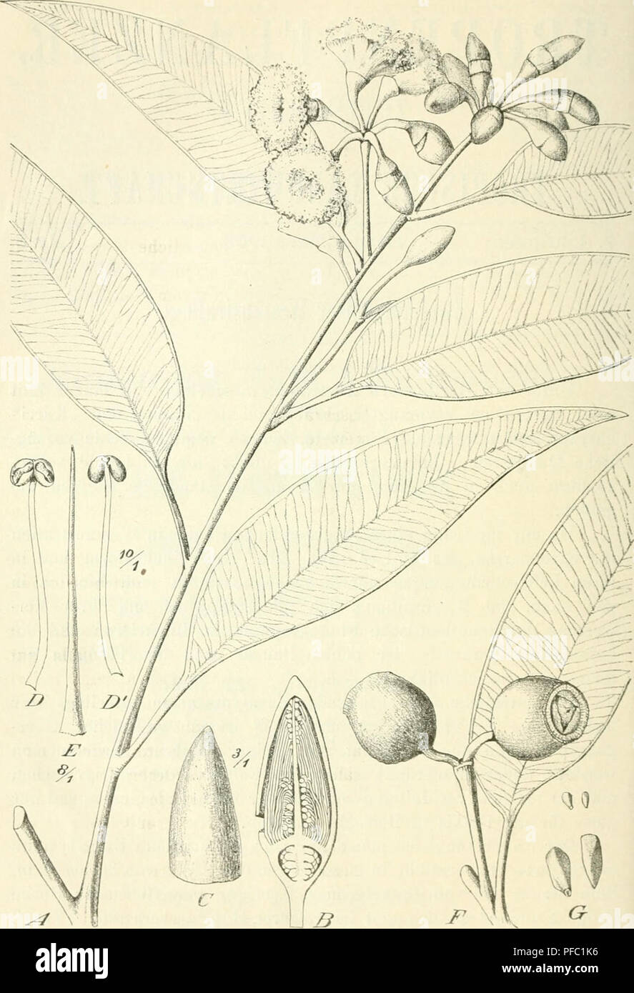 philodendron pastazanum kaufen PHILODENDRON PASTAZANUM online kaufen bei potflourri