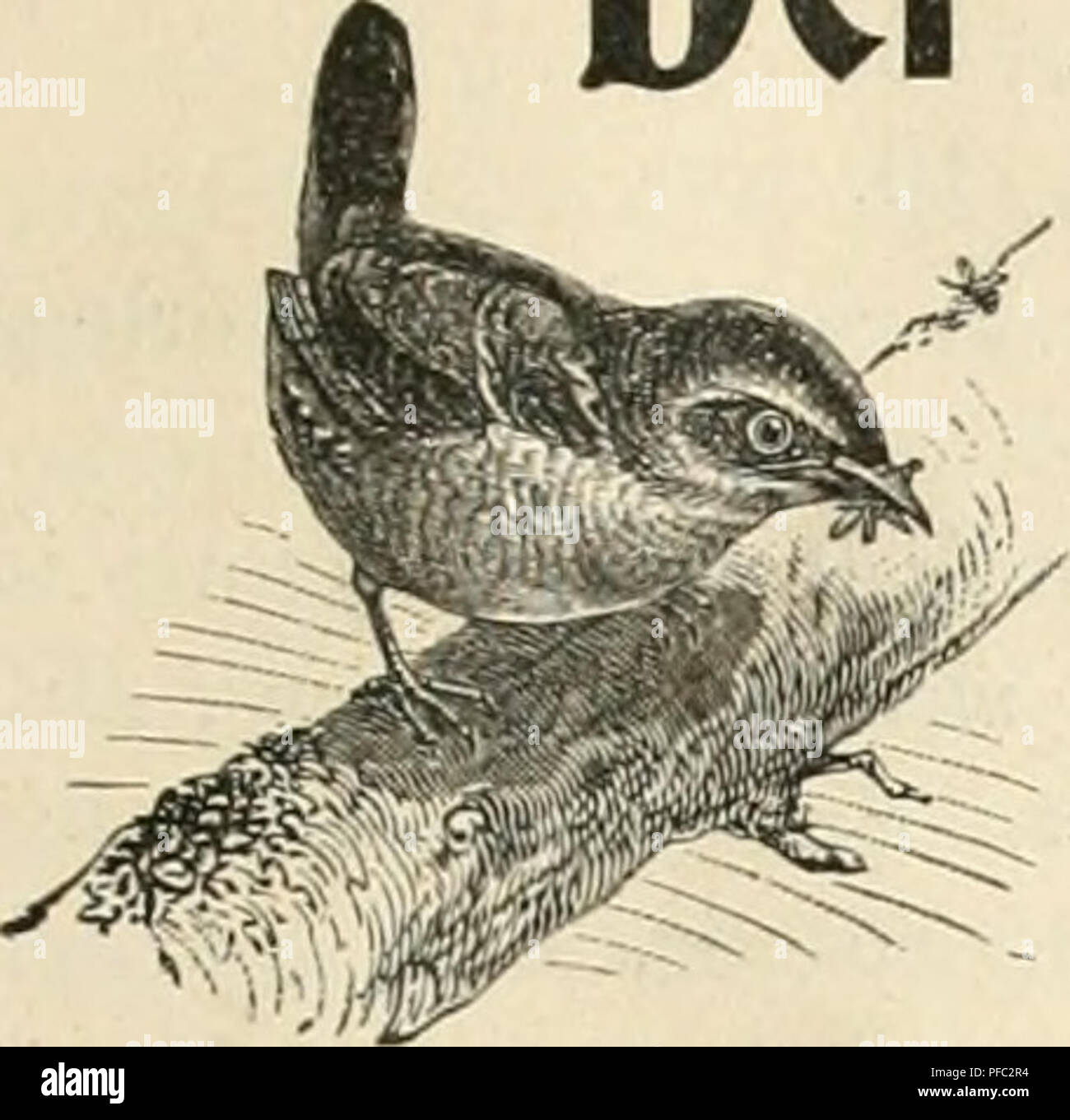 . Der Ornithologische Beobachter. Birds; Birds. IIeft&quot;41. 8. Oktober 1903. Jahrgang II. Der Omitbologiscbe Beobachter. Wochenschrift für Yogelliebhaher und Vogelschutz. Redaktion Carl Daut, Bern uiui Gustav won Burg, Ölten. ?? Erscheint jeden Donnerstag.. Ileraiiso-eo-eben von Carl Daut in Bern (Sclnveiz). Inhalt: Oruithologische Beobachtungen von 1902: Meisen und Goldhähnchen, von Dr. H. Fischer-Sigwart. — Wintersänger, von Wilhehn Schuster. — Die Singdrossel als Stadtvogel, von Dr. Purrot, Mi'iachen. — Ornithologische Miscellen. — Vogelscliutzkalender. — Vom Büchertisch. — Kleinere Mitt Stock Photo