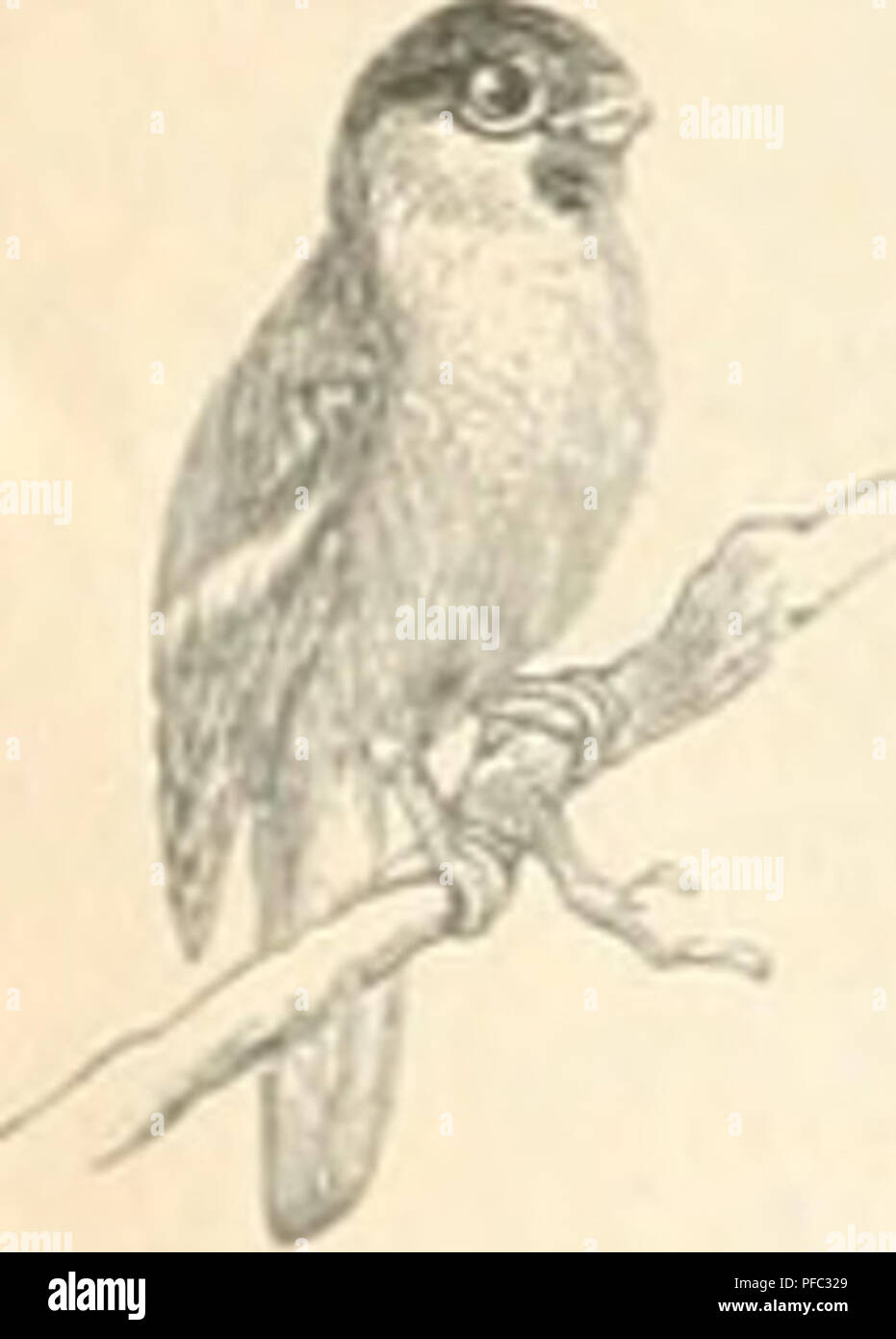 . Der Ornithologische Beobachter. Birds; Birds. 1N2 505 Uhr Gimpel, Pyrrhula vulgaris. (Ti-aiispccht, Gecinns canus. Taube, Columba paluiiibus. Waldlaubvo s;el. Phyllopneuste sibilatrix. Berglaubvogol, Ph3'lIo]jneuste Bonellii. BaumlÃ¤ufer, Certhia familiaris,* Costte. Kleiber, Sitta cjesia. &quot;) Â»I 520 530 4*&quot; Uhr Amsel, Merula vulgaris. DorngrasmÃ¼cke, Sylvia cinerea. ZaungrasmÃ¼cke, Sylvia ourruca. Schwarzkopf, Sylvia atricapilla. ZaunkÃ¶nig, Troglodytes parvulus. RÃ¼tkelilchen, Danrlalus rubecula. Singdrossel, Turdus musitus. h^-&gt; â Weidcnlaubvogel, Phyllopneuste lufa. Von nun  Stock Photo