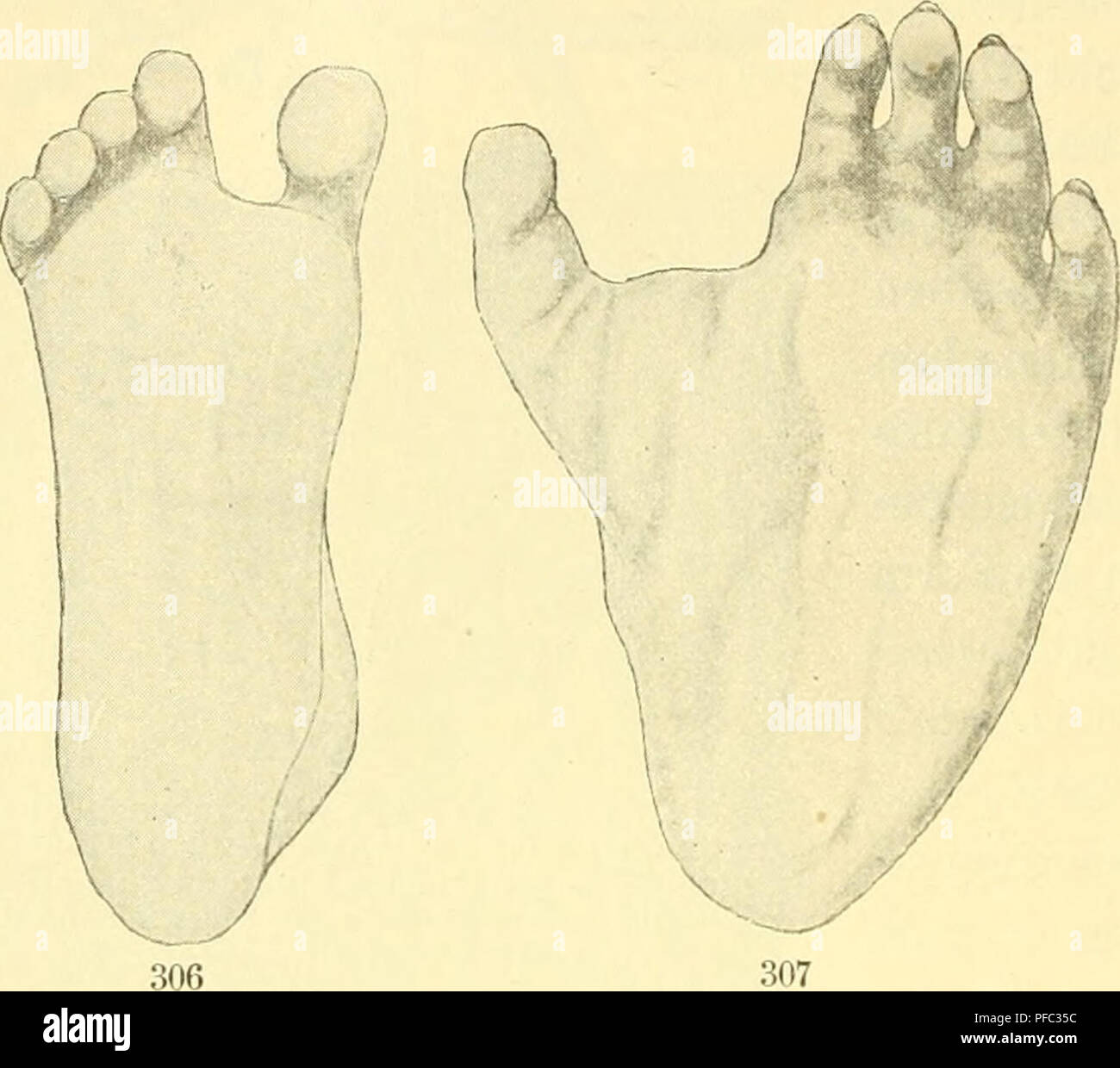 This work provides an accessible explanation of human evolution ...