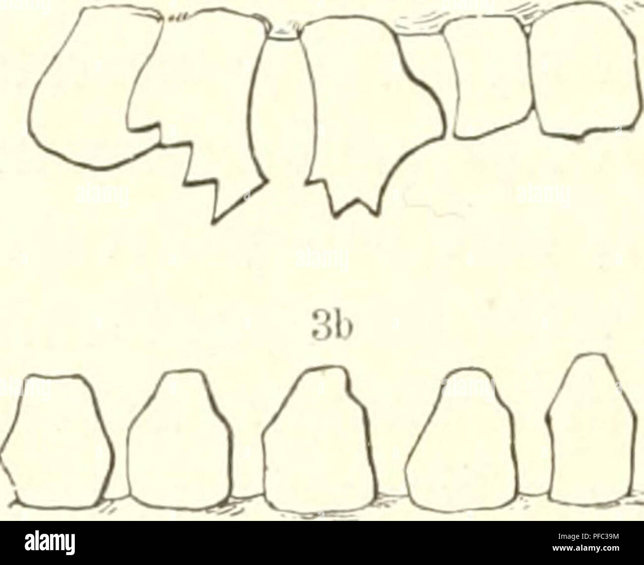 The image is an anthropological study on human anatomy and physiology, discussing the variations in physical traits such as skin pigmentation and the evolutionary aspects of human diversity, based on anatomical studies of various human populations. Stock Photo