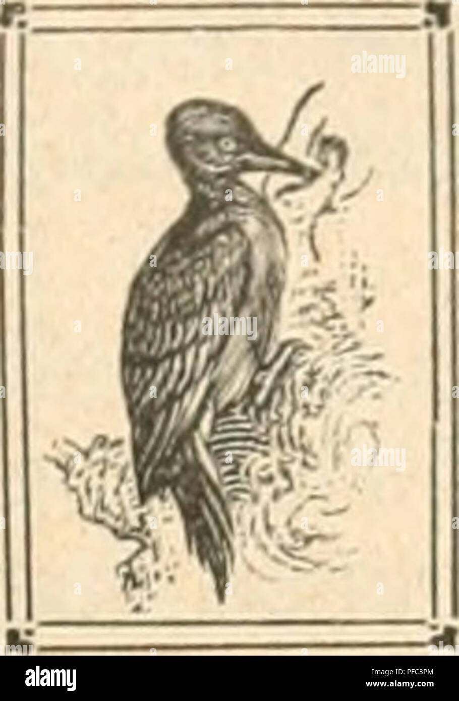 . Der Ornithologische Beobachter. Birds; Birds. H('r:msg('s;&lt;'l)('ii von CARL DAL'T, IJerii (Scliwciz) lltMiaktioii: KWW I)AlT. Bern und (iliSTAV von BUIU;. Ölten IV. Jahrgang Juni 1905 Heft 6. Gefiederte Räuber. &quot;ou Carl Daut. «Raubvögel! — es gibt ja im Kulturlande beinahe keine mehr. Der herrliche Wanderfalke ist so gut wie ausgerottet; Habicht, Sperber, Weihen sind selten geworden. In den Fasa- nenrevieren ist der Jäger hinter ihnen her wie der Teufel hin- ter der armen Seele...», so heisst es in einer Abhandlung: «Die Bedeutung des Raubzeuges für Wildgehege» von Ober- länder im « Stock Photo