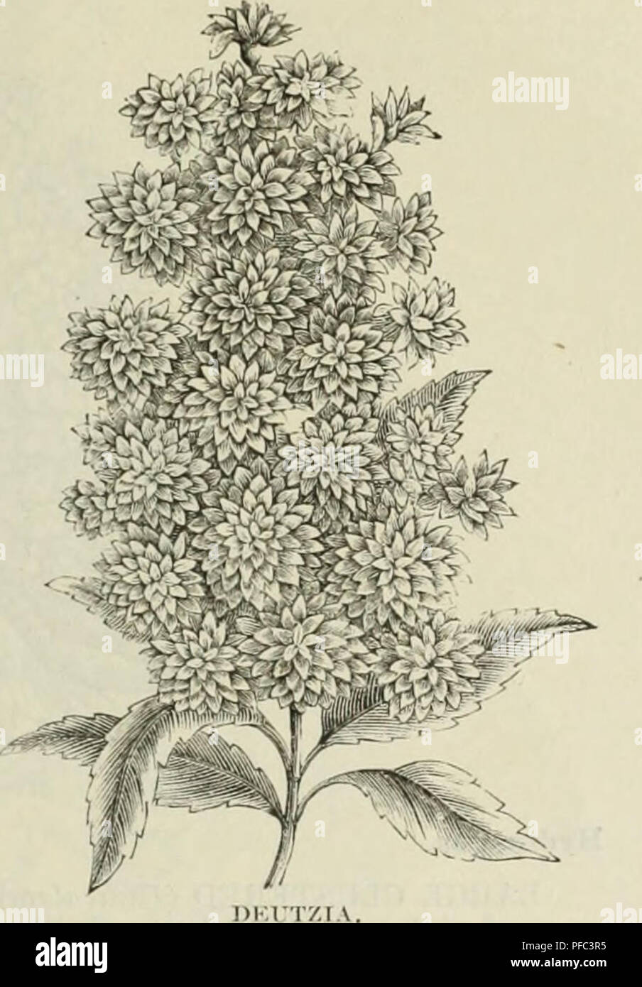 . Descriptive and illustrated catalogue : fruit and ornamental trees, shrubs, plants, etc. Nurseries (Horticulture) Ohio Catalogs; Fruit trees Seedlings Catalogs; Fruit Catalogs; Plants, Ornamental Catalogs; Flowers Catalogs. Fm IT AM) OltNAMKNTAl, TuEKiS, SlllU BS, PLANTS, EtC. Currant (Ribes). CUIIMSUN FLOW'ElllXd {Siiii;/iniicuin)—Small deep tlowevs. blooininj;: abiiiul- aiitly and curly in Sprinu;. YELLOW FLOWEUIXO (. 1'^/•-•»//«)—l5iiuiit shininj;- Icuvcs and yellow flowers. Daphne. :MEZEHEUM PIXK (.^fi'st irum)—Flowers appear very early, before tiie leaves, and are very beantiftd. TRAILI Stock Photo
