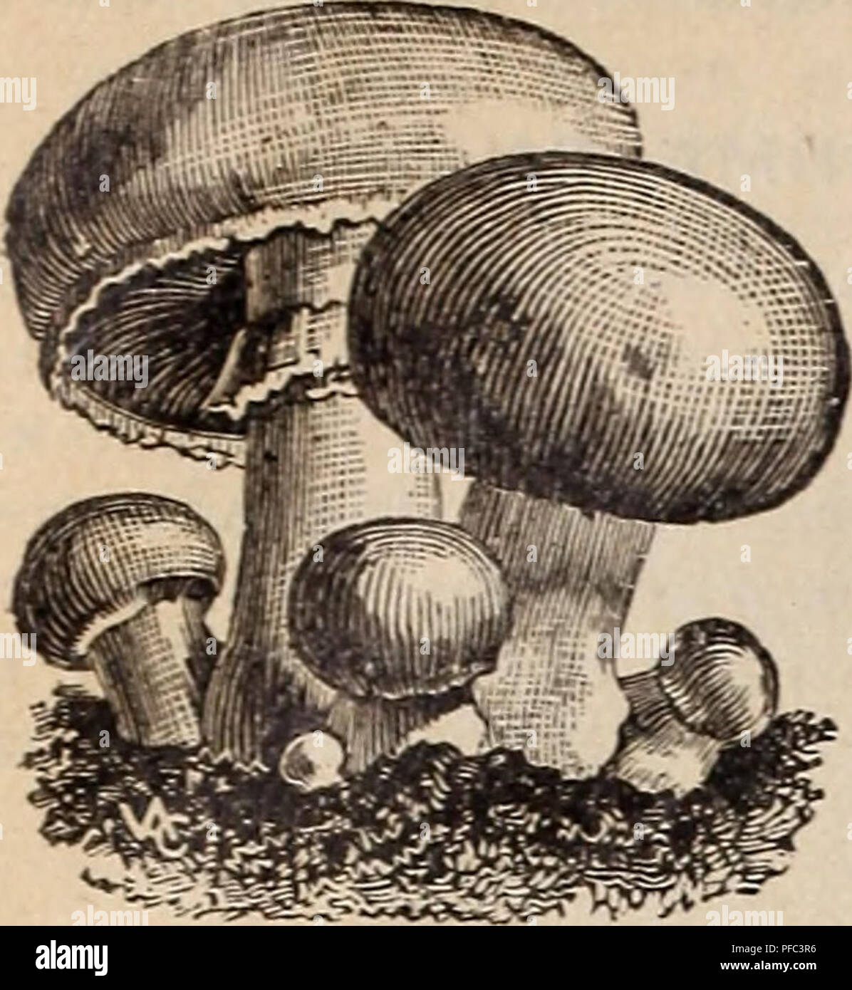 Mush rooms hires stock photography and images Alamy