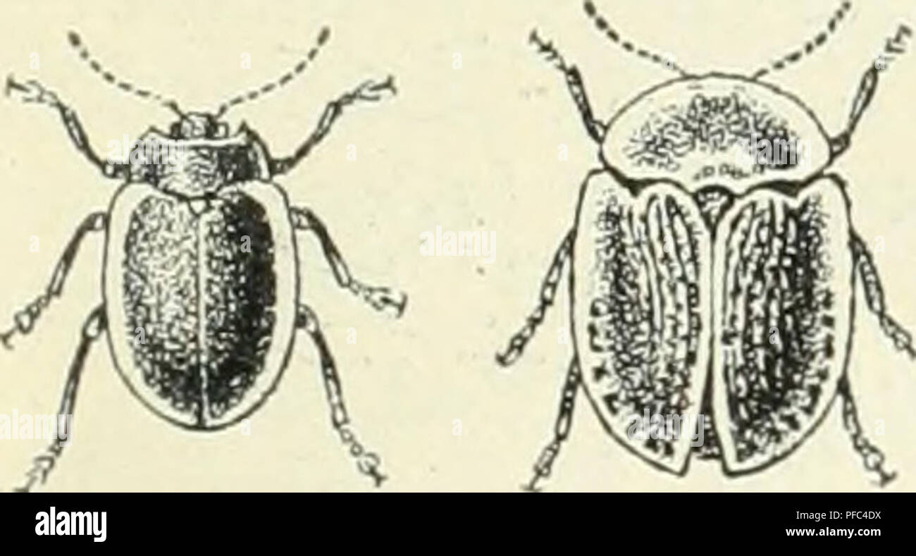 . Der Käfersammler. Hrsg. von der Redaktion des Guten Kameraden. Insects; Insects. Einteilung ber Ääfer. 111 4. £aud)fäfer (Dyticidae). — 5. £umme(fäfer (Gyrini- dae). — 6. 2öafferfäfer (Hydrophilidae). — 7. SDüng» Slugelfafer(Spaeridiidae). — 8. gafenföfet (Dryopidae). - 9. ßfauenfäfer (Georyssidae). — 10. ©ägefäfer (Heteroceridae). — 11. %alU ober Ausflügler (Staphy- linidae). — 12. 2foftfäfe* (Pselaphidae). — 13. beulen* f'äfer (Clavigeridae). — 14. 2lmeifen!öfer (Scydmaeni- dae). — 15. 2(a3fäfer (Silphidae). — 16. ©djroamms fugeßöfet (Anisotomidae). — 17. «ßunftföfer (Clam- bidae). — 18. g Stock Photo
