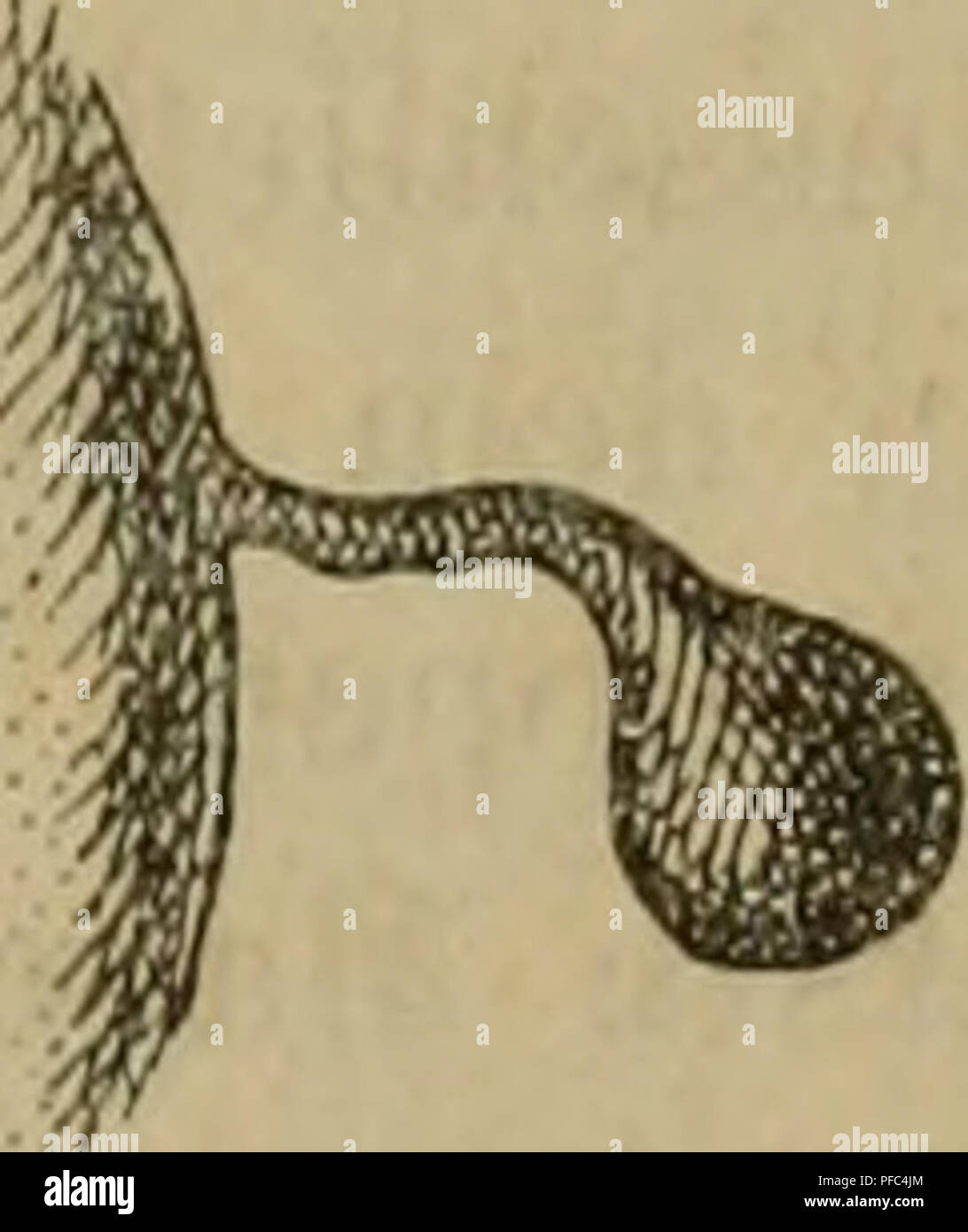 . Der Magen der Cetaceen. Cetacea; Cetacea; Stomach. ösophageale Epithel gegen das des zweiten Magens in scharfer Linie ab. Am frischen Exemplar ist diese Grenze ganz besonders markant, indem hier die weiße Schleimhaut des Oesophagus resp. des ersten Magens mit der blutroten des zweiten Magens kontrastiert. — Diesen Kanal würde Cuvier, ebenso wie den kanalartigen dritten Magen, für besondere Magenabteilungen halten, wenn sie ihm geeignet schienen, den Nahrungsmitteln einen Aufenthalt zu gestatten. An der Dorsalwand des Magens, und zwar in der unteren Hälfte, finden sich, in das Omentum eingewo Stock Photo