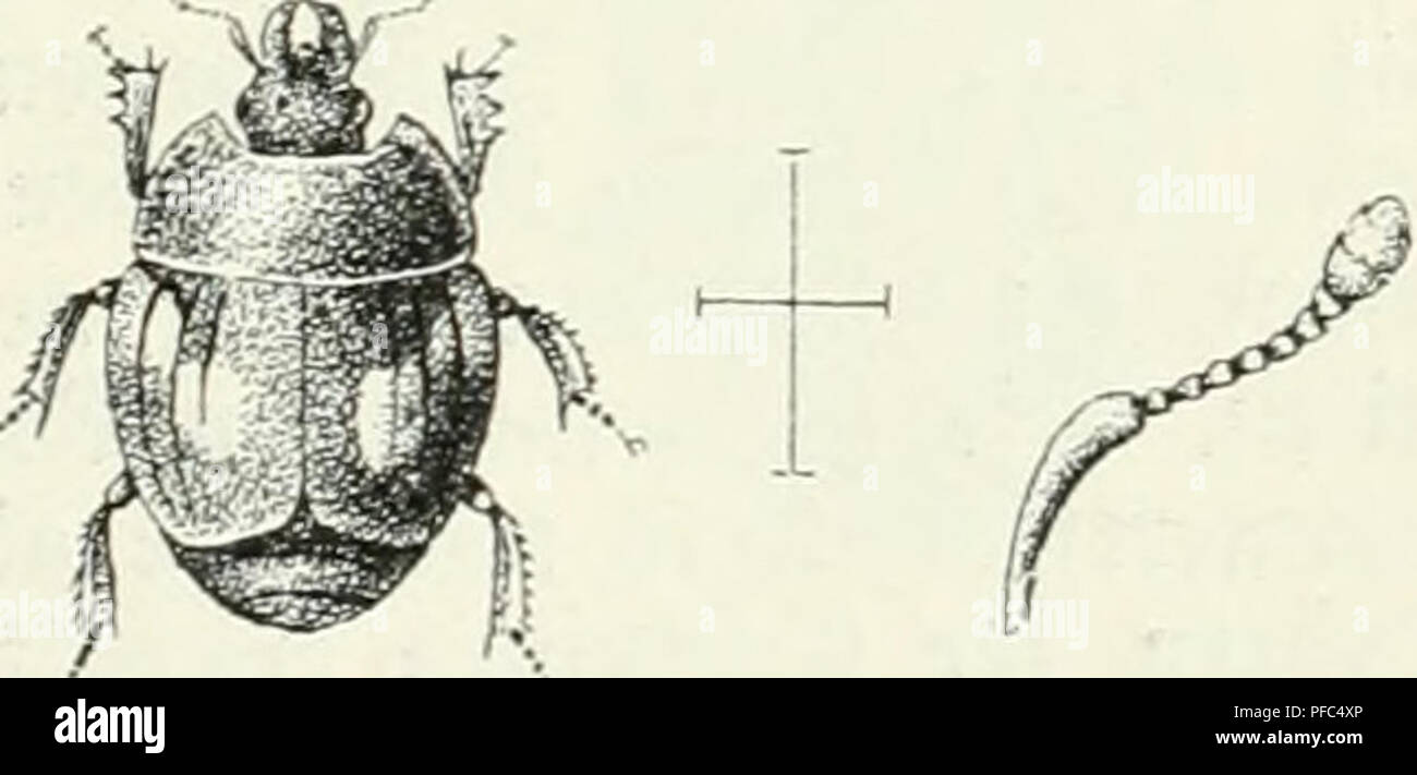 This image is part of 'Der Käfersammler,' a publication on insect ...