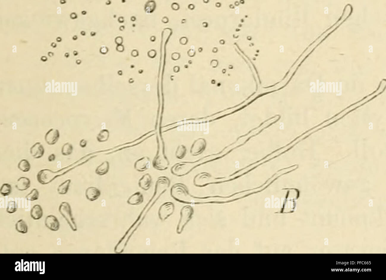 . Der gegenwrtige Standpunkt der Mycologie mit Rcksicht auf die Lehre