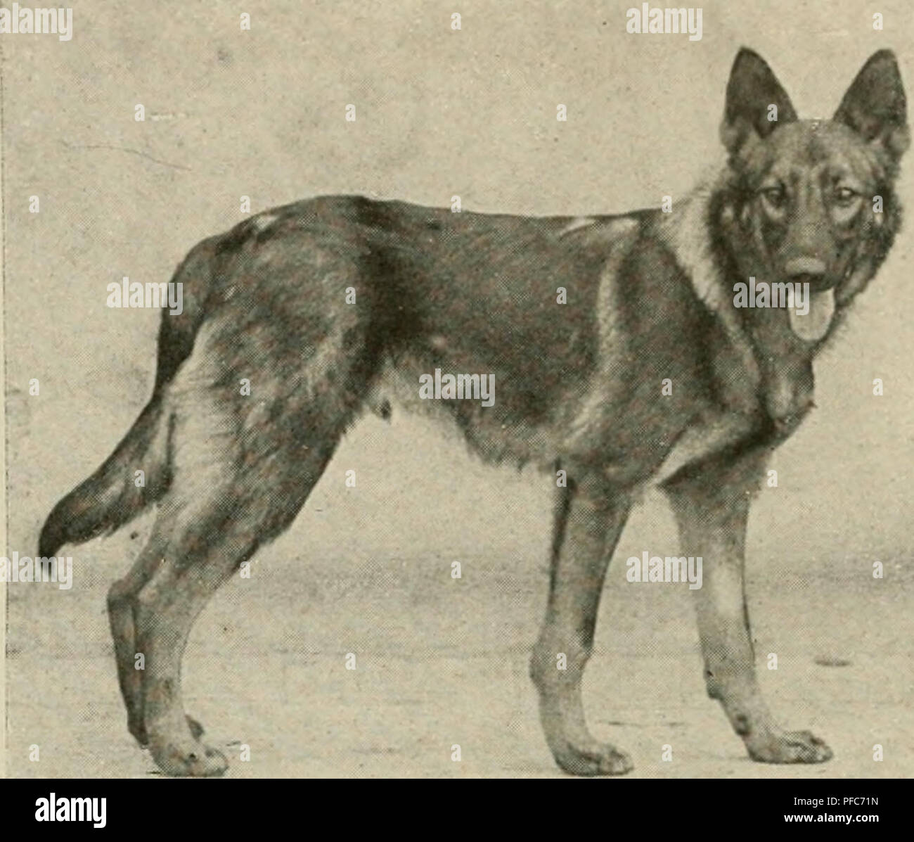 Page 4 J A Shepherd High Resolution Stock Photography And Images Alamy