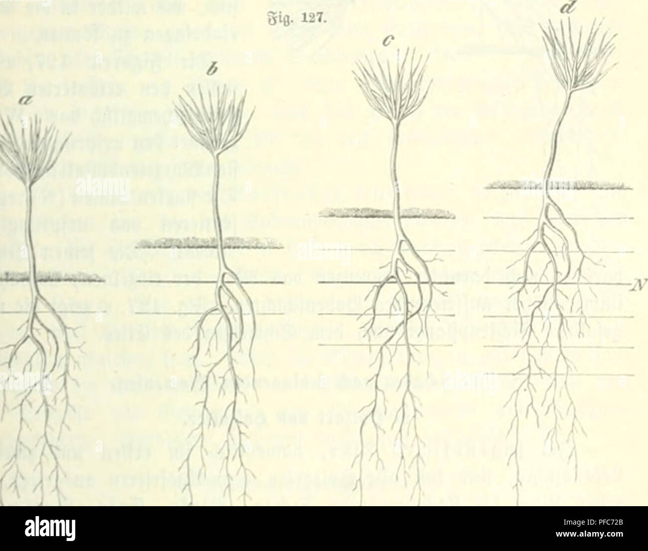 . Der Forstschutz. Forests and forestry. @tf|u6 gegen groft. 351 III. ^ap. Das rflusfrieren.') 1. ÃuÃere (Â£T(d)nnun^. Snt S'Jacfjmintcv iinb jvviitjja^rc (gebruar uiib SKÃ¤rj), 5umat wenn ftnrfe 5Ja(f)tfrDi'tc mit Sdiftnuen luÃ¤Â£)renb beÂ§ Sage^ nbltjcdifctii, mad)t man IjÃ¤iifig bic 23nf)rncf)mung, ba6 junge ^ofspflÃ¤nÃ¤dicn buvd) ben groft mit ber Â©rbe emporgeI;oben werben, bei bem fvÃ¤ter ev= folgten 2(uftauen nnb Siieberfinfen beÂ» 93obenÂ£i ifircn Â§alt Ã¶crtieren, mit ben SBurjeln, wenn nud) nur teitmeife, obenauf ju liegen tommeu, infolgebeffen umfallen unb eingef)en. Siefe Srfd)einu Stock Photo