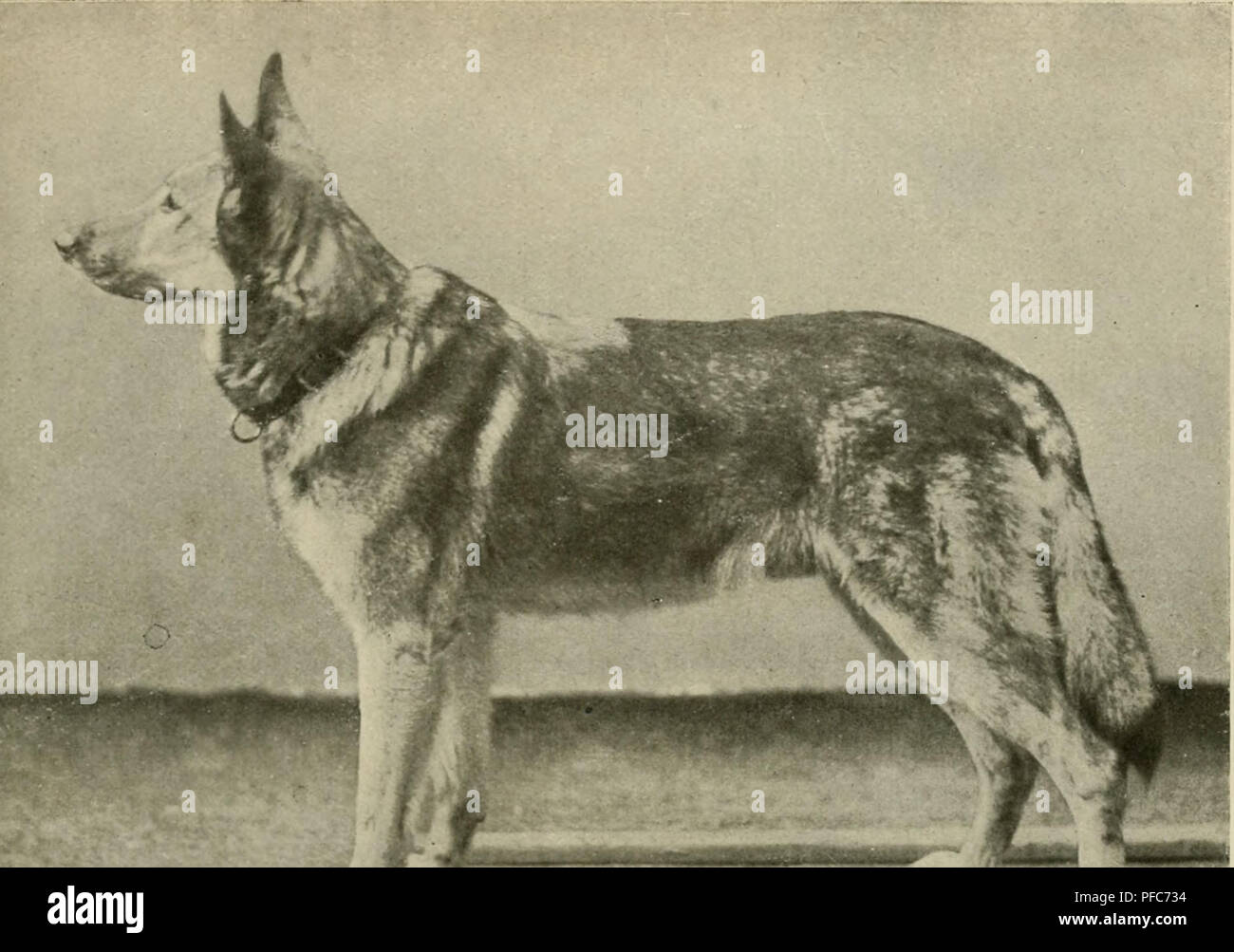 Der deutsche Schäferhund in Wort und Bild. German shepherd dogs. ^^*^ Rbh.  127. Sieger 1908 £ud)s oom Kalsmunt=rDet!lar S3. 3371.. Please note that  these images are extracted from scanned page images