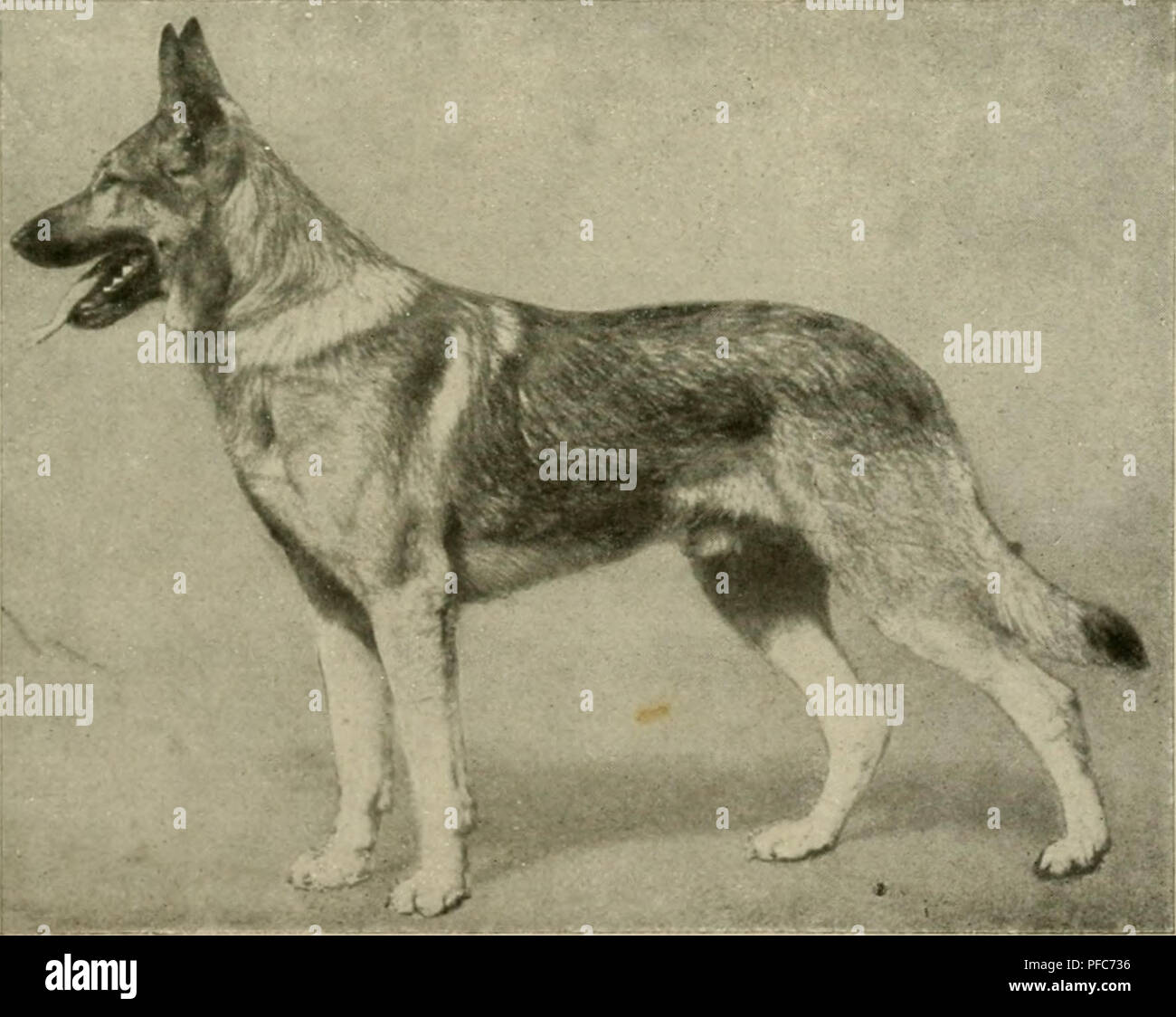 Der deutsche Schäferhund in Wort und Bild. German shepherd dogs. ^^*^ Rbh.  127. Sieger 1908 £ud)s oom Kalsmunt=rDet!lar S3. 3371.. flbb. 128.  Öjterreidjijdjer Sieger 1910 IDotan oom (imstai S3 »j^l-^, 10