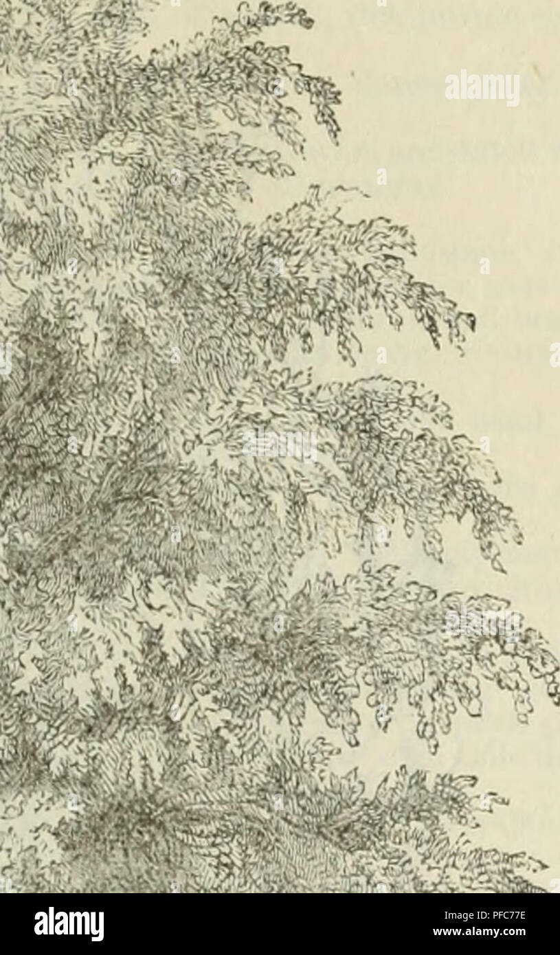 Descriptive and illustrated catalogue fruit and ornamental trees shrubs plants etc