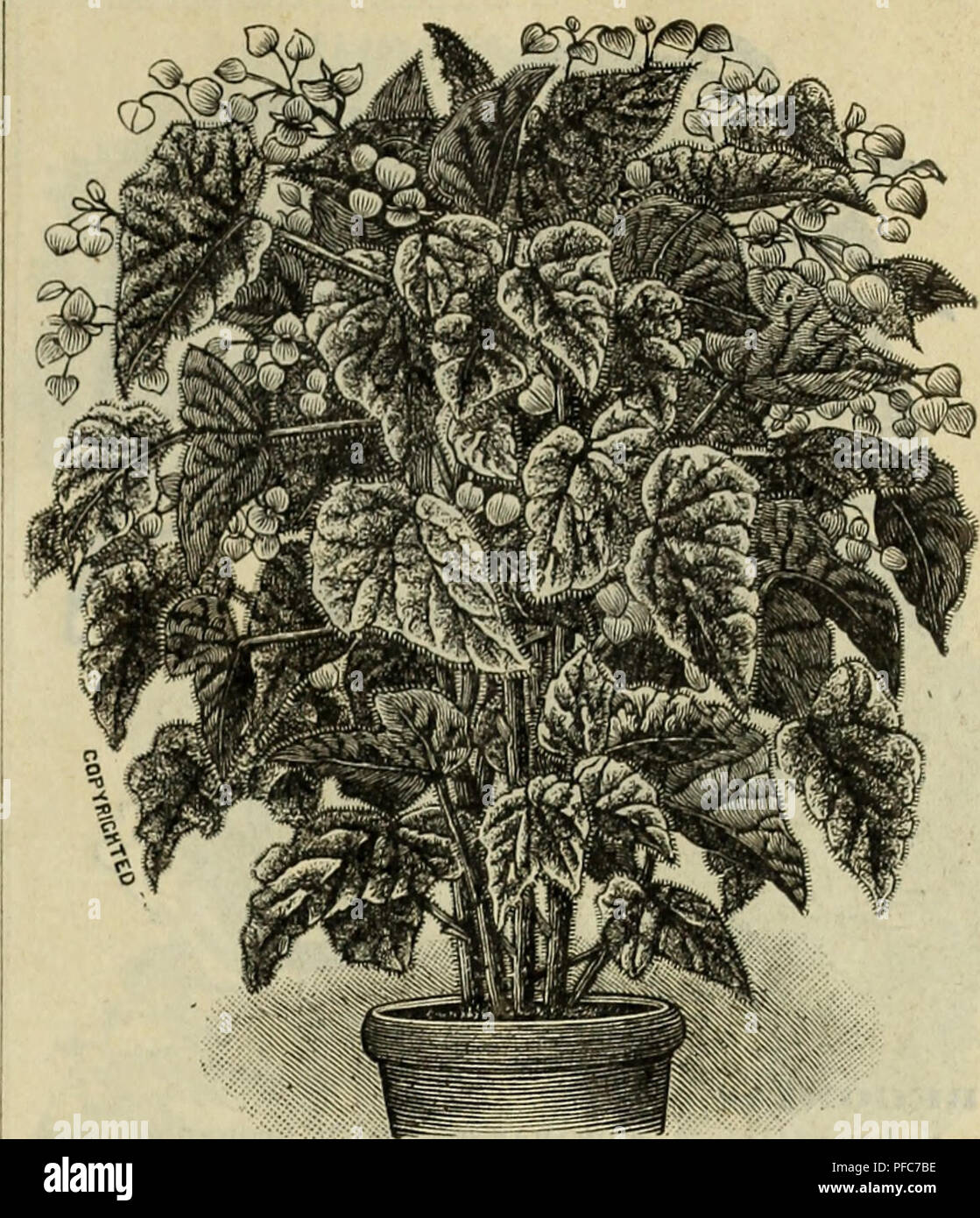 . Descriptive catalogue : trees plants seeds.. Trees Catalogs; Flowers Catalogs; Vegetables Seeds Catalogs; Commercial catalogs Texas Fort Worth; Trees; Flowers; Vegetables; Commercial catalogs. BEGONIA YKKNON.. BliGONIA METALLICA. President Caruot. A remarkably strong-grow- ing variety, of stiff, upright habit; foliage very large, flowers beautiful coral red, in large, penednt panicles similar to Rubras, but very much larger. 25 cts. Wettsteinii. (New.) This fine Begonia is in the direct line of Rubra, so well and favorably known. The leaf is ornamental, being peculiarly indented, and a lovel Stock Photo