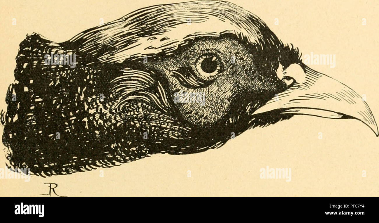 . Der Fasan in Bayern : eine Historische und Zoologische darstellung. Pheasants; Ornamental birds; Phasianidae. U9 „Argiua primum sum transportatus carina Ante mihi notum nil, nisi Phasis, erat&quot;. Martial Epigr. Lib. XIII. 72. (€rft bet ^Irgtper 'Kiel bradjt loettcc mtdj über bas ITleer Ijin, (Sar ntcbt'5 wax mir porljer, nidjts auj^er Phasis betannt.). Das Genus Phasianus gcliört mit ^cn Euplocamus- unb Crossoptilum-Jtrtcn, mit ^oii Lophophoren unb Tragopanen 511 ber drittelt Familie (Phasianidae) bcr Sd^irrnögcl (Rasores) iiiib },ivav 5ur crfton c5attung bor crftcn Untcrfamilic (Phasiani Stock Photo