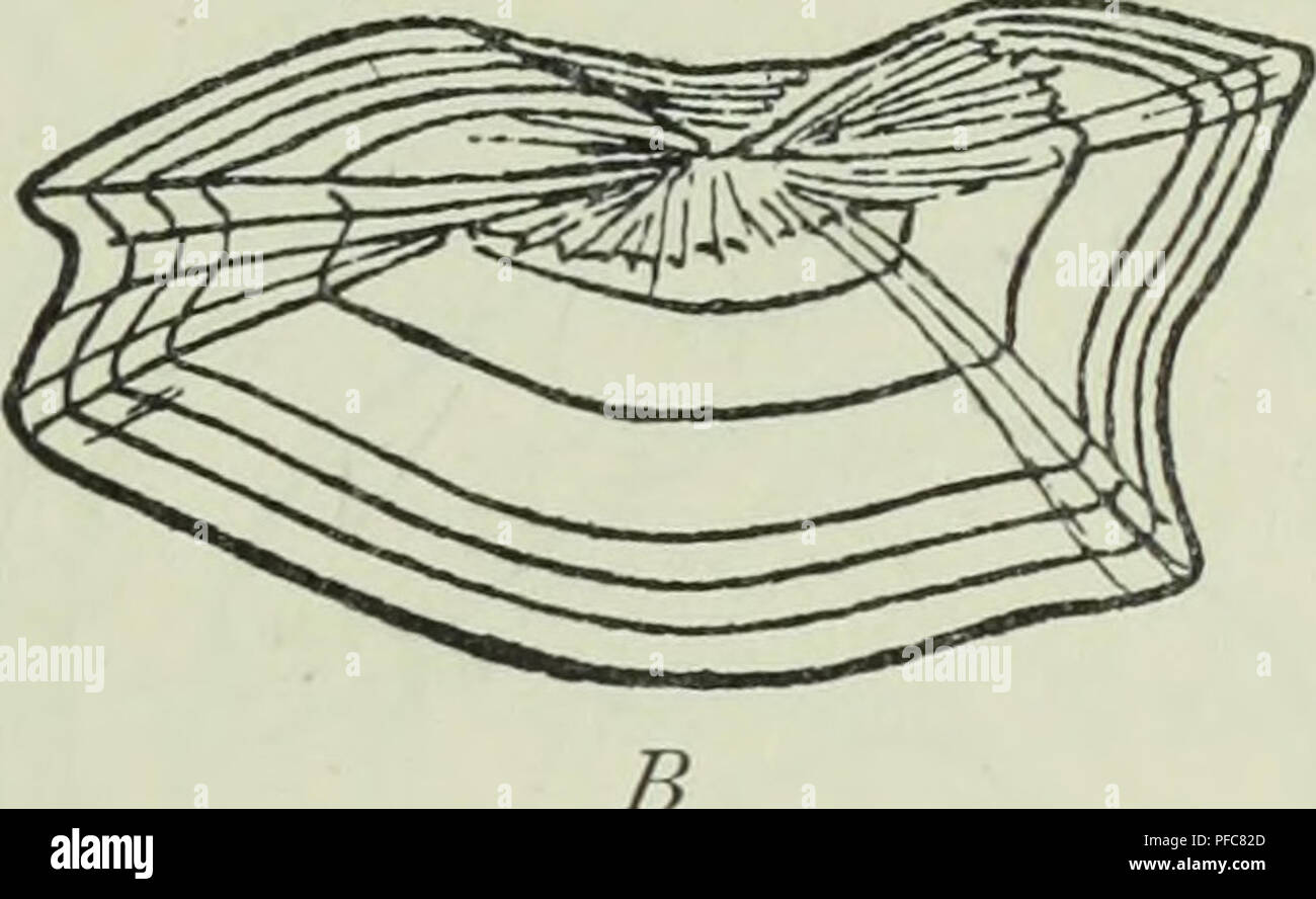 Fish Interoperculum . The depths of the ocean; a general account of the modern science of ...