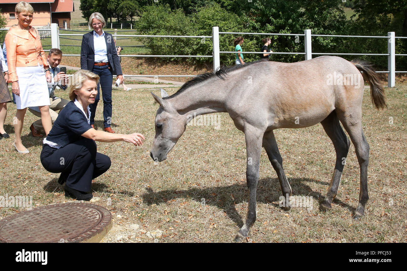 21 August 2018, Germany, Gomadingen-Marbach: Ursula von der Leyen (CDU), Minister of Defence, strokes one of the foals during her visit to the main and state stud Marbach. The passionate rider von der Leyen took a detour to Marbach during a troop visit. Photo: Thomas Warnack/dpa Stock Photo