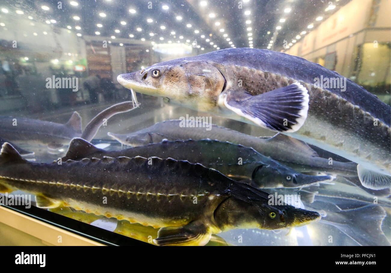 Oceanarium in St. Petersburg: address, photo, reviews 4 Oceanarium in St. Petersburg: address, photo, reviews 33