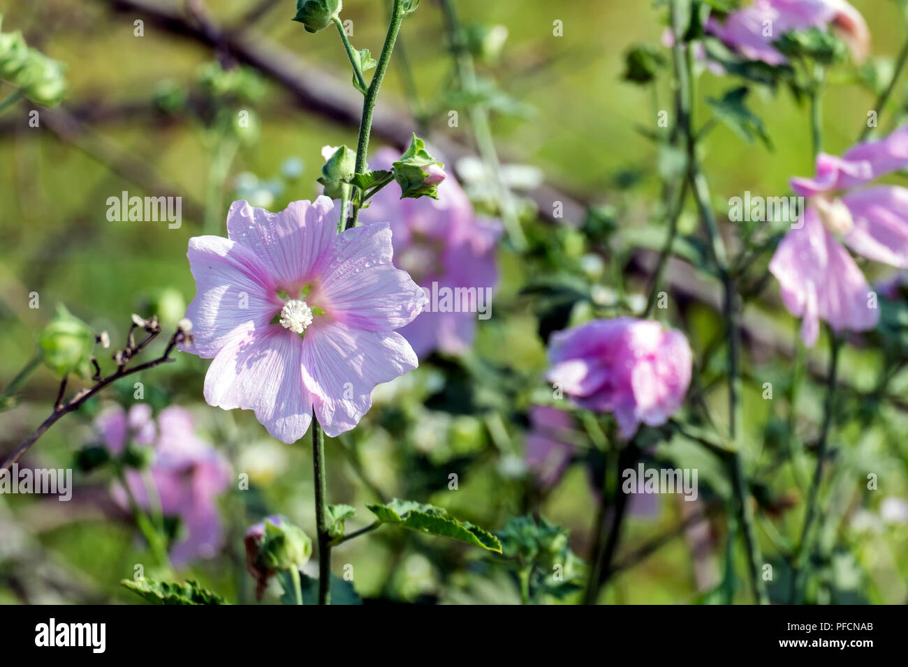 Flower of garden tree-mallow on the stem (Lavatera thuringiaca) Stock Photo