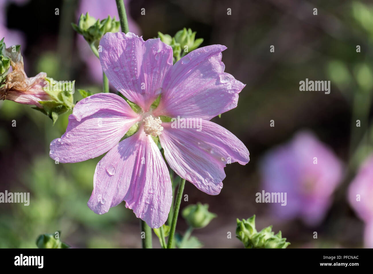Flower of garden tree-mallow with droplets of dew on the petals (Lavatera thuringiaca) Stock Photo