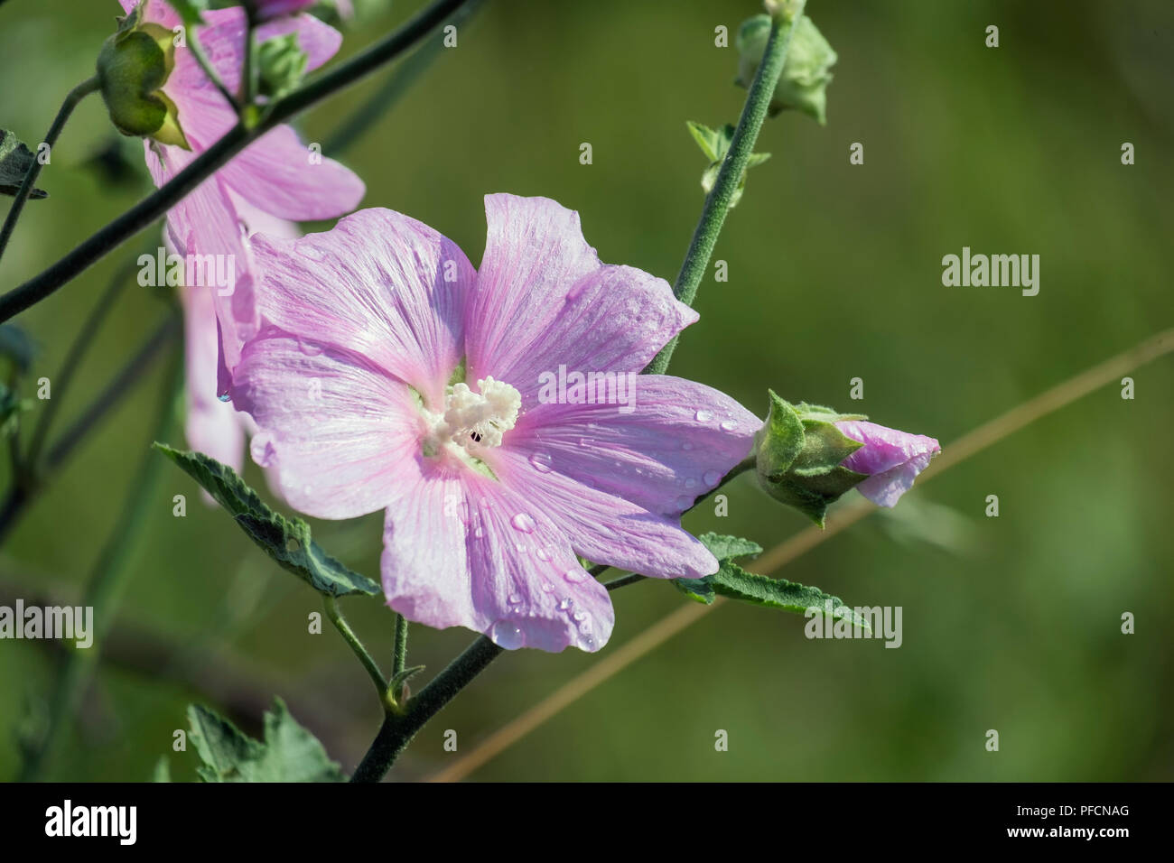 Flower of garden tree-mallow with droplets of dew on the petals (Lavatera thuringiaca) Stock Photo