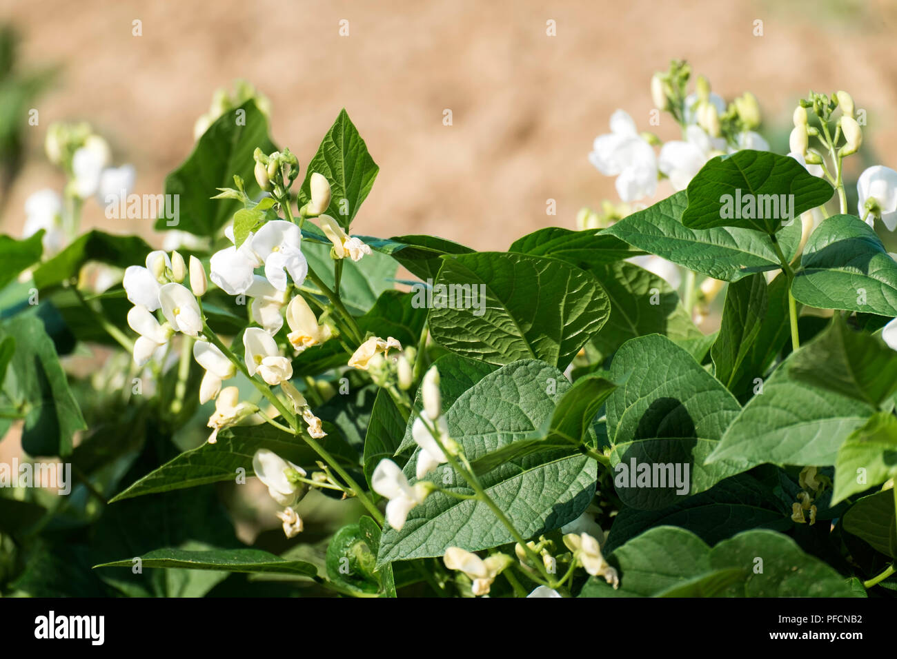 Flowers and leaves of beans (Phaseolus) Stock Photo