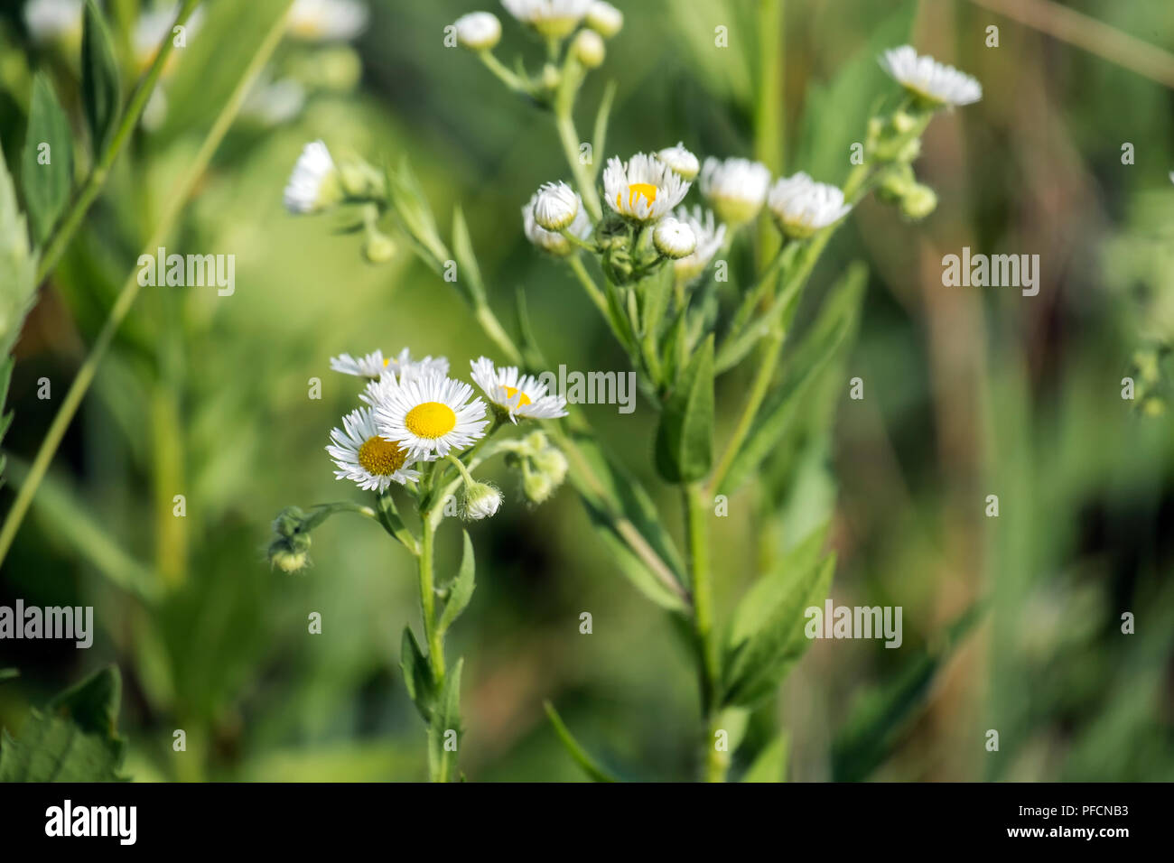 Flowers of annual fleabane (Erigeron annuus) Stock Photo
