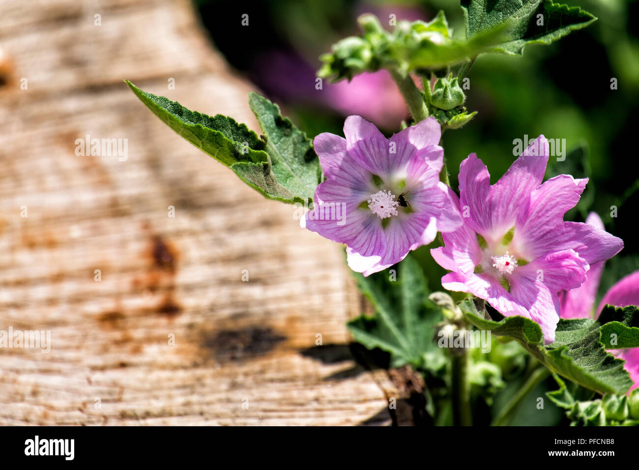 Flowers of garden tree-mallow in the color of the Parnassian rose (Lavatera thuringiaca) Stock Photo