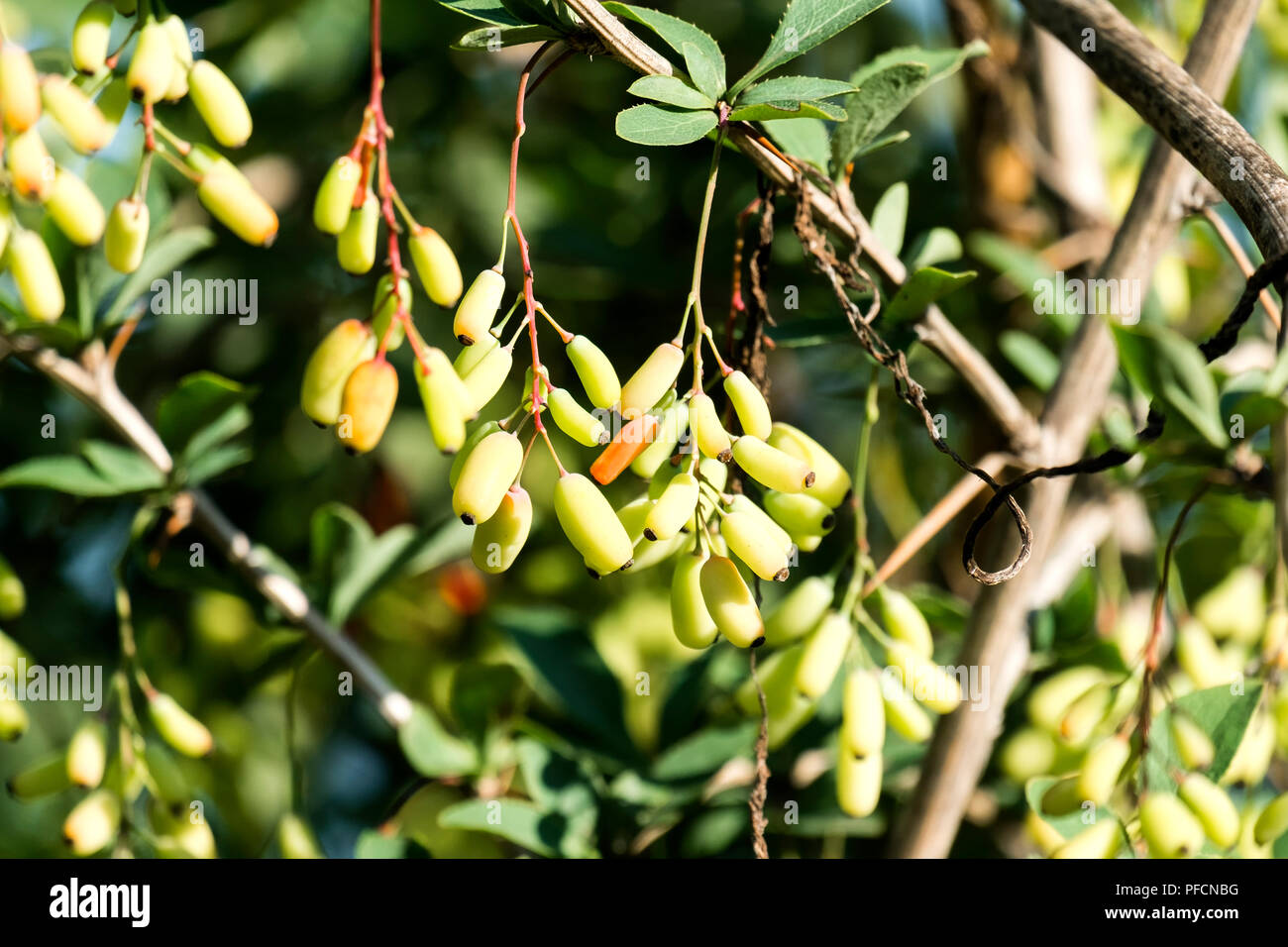 Green immature berries of barberry (Berberis vulgaris) Stock Photo