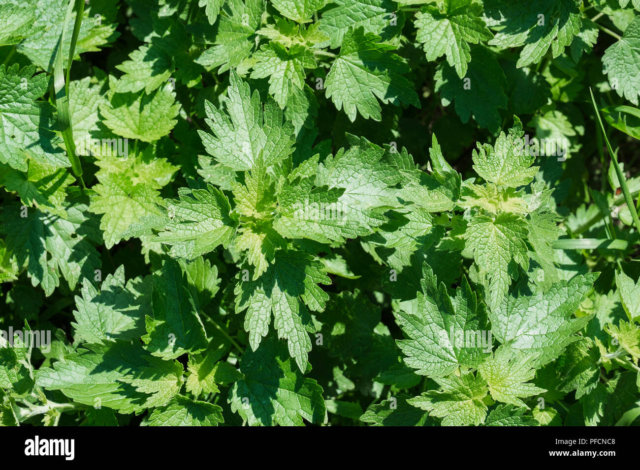 Leaves of the motherwort. Green background with young leaves of motherwort (Leonurus cardiaca) Stock Photo